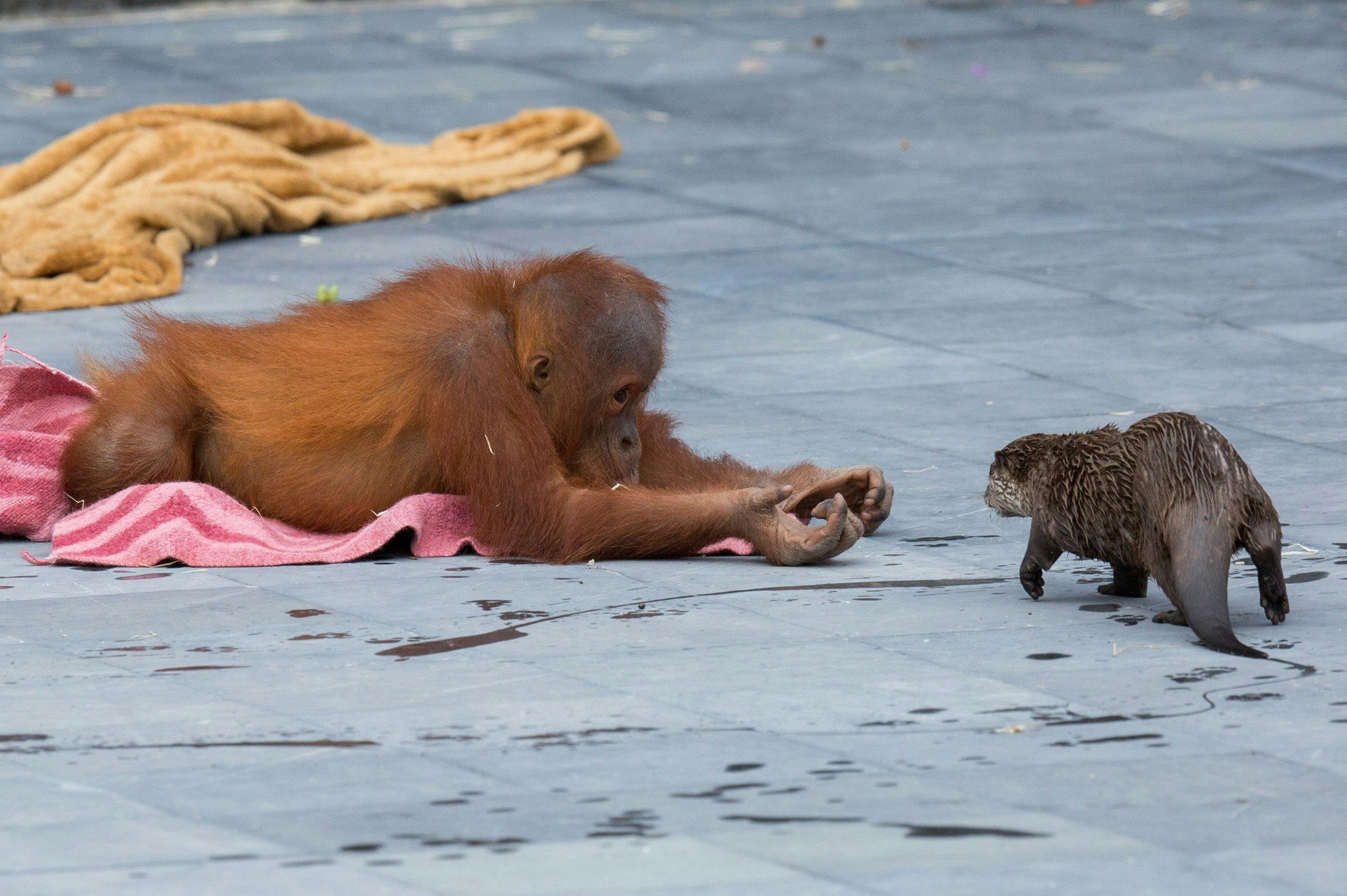 A baby orangutan lays on the ground with both arms outstretched to an otter (as if offering it something). 