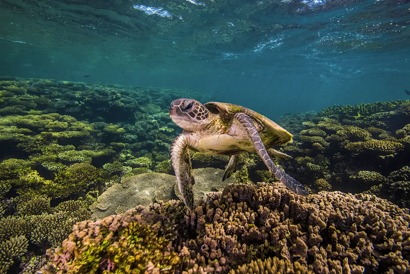 Bicheno, Tasmania Marine turtles photographed off the coast of Australia.