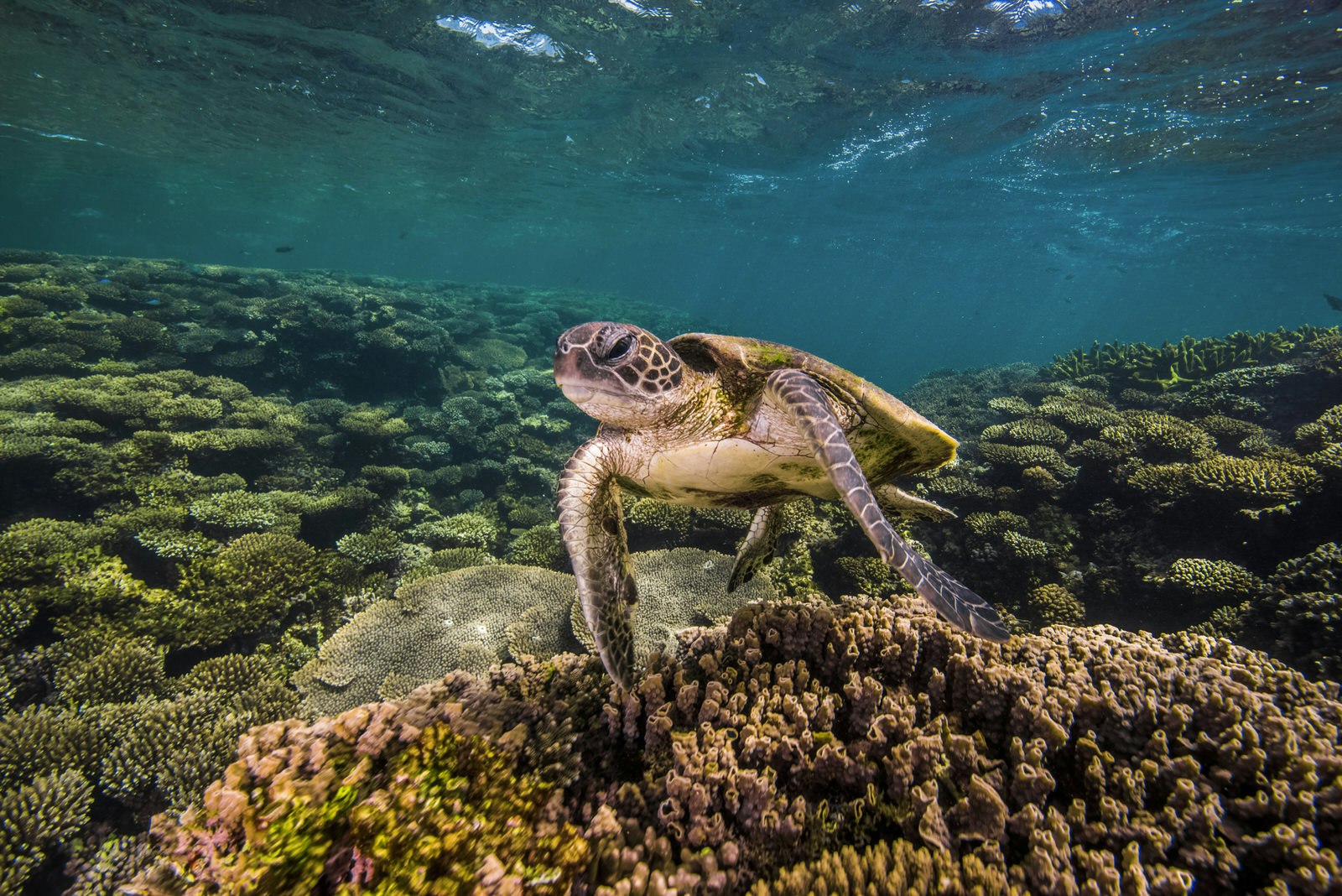 Marine turtles photographed off the coast of Australia.