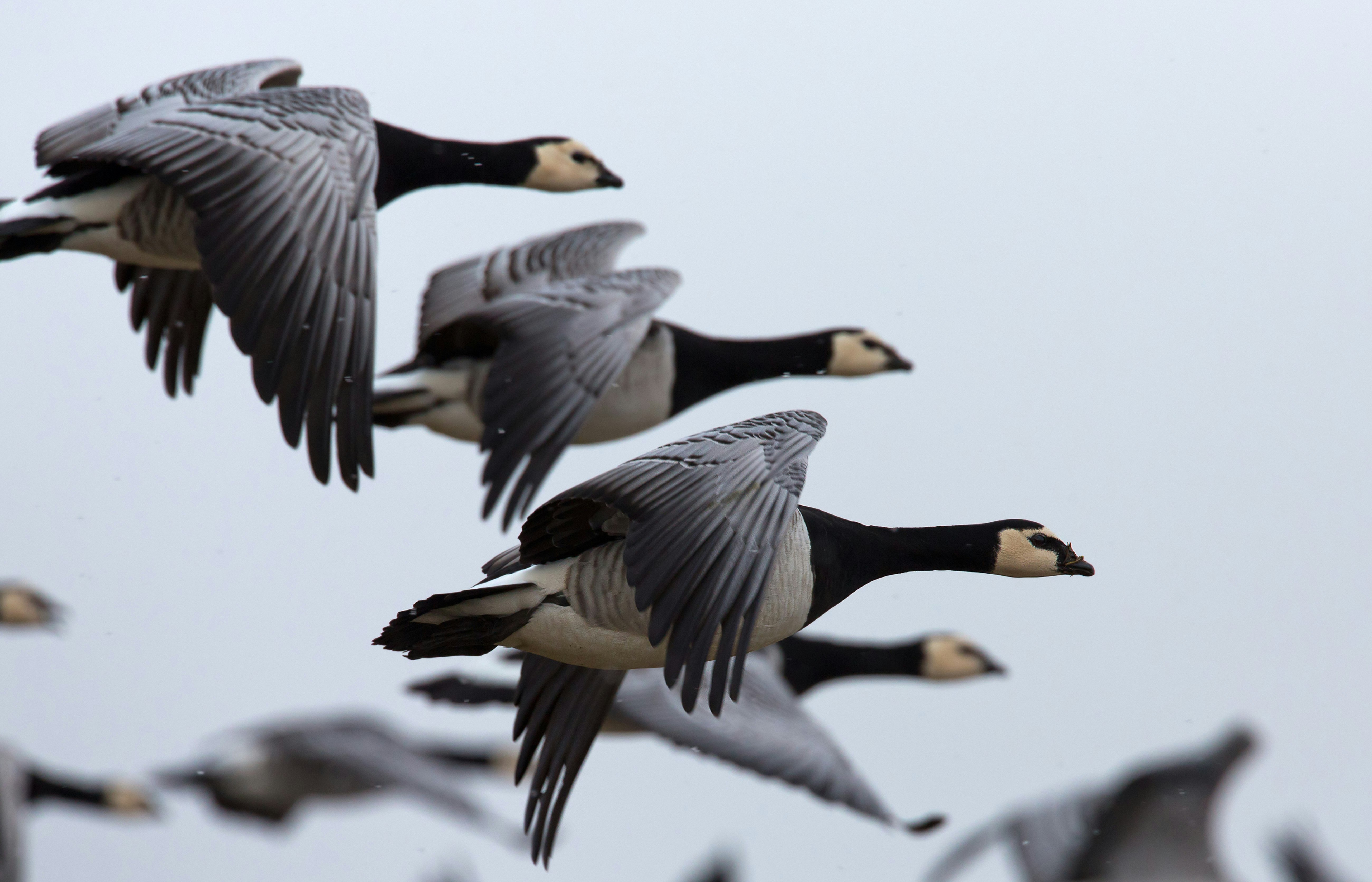 A close up shot of four brent geese in flight, abreast of each other. There are other geese out of focus in the background.