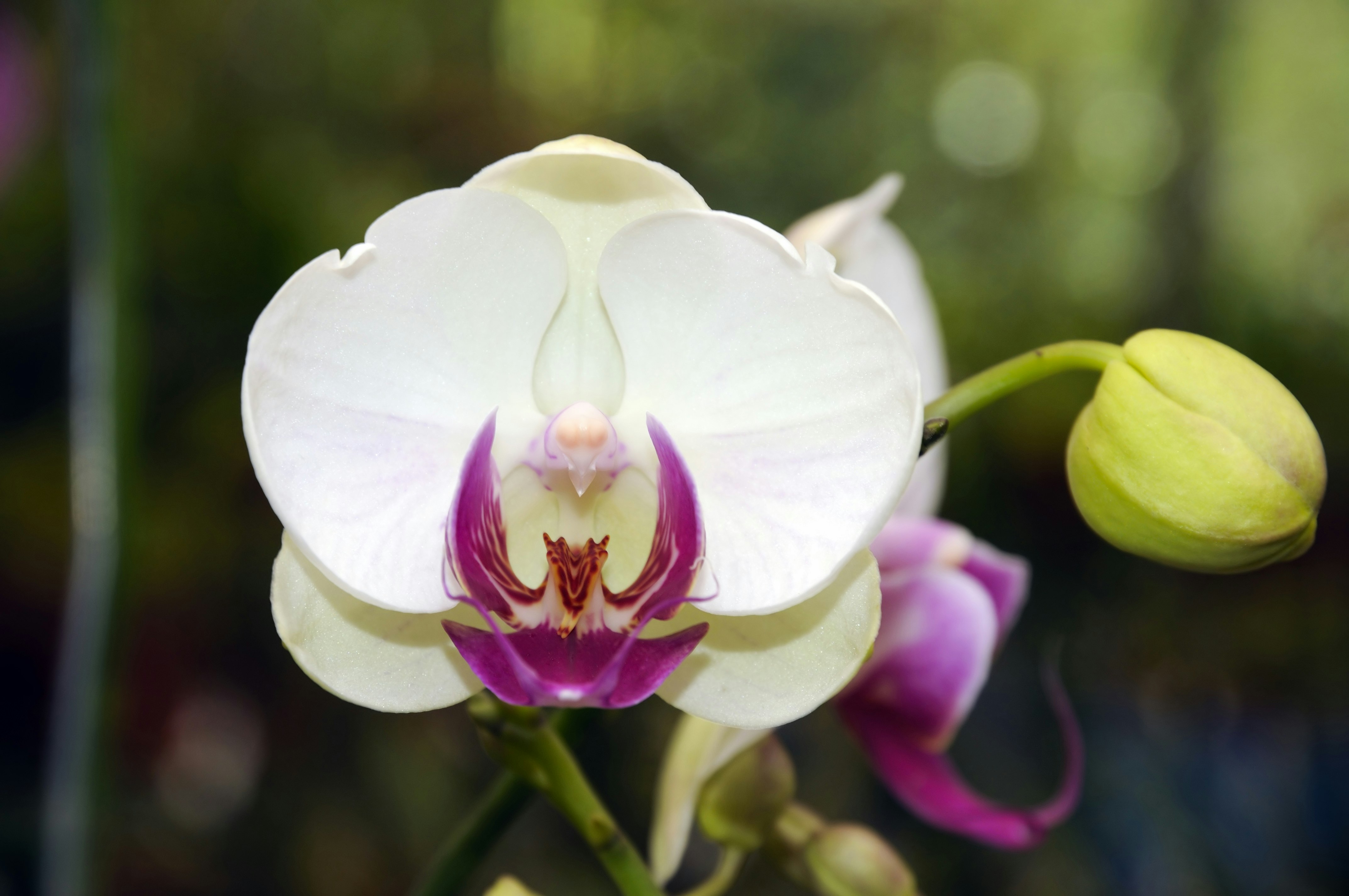 A white and purple orchid