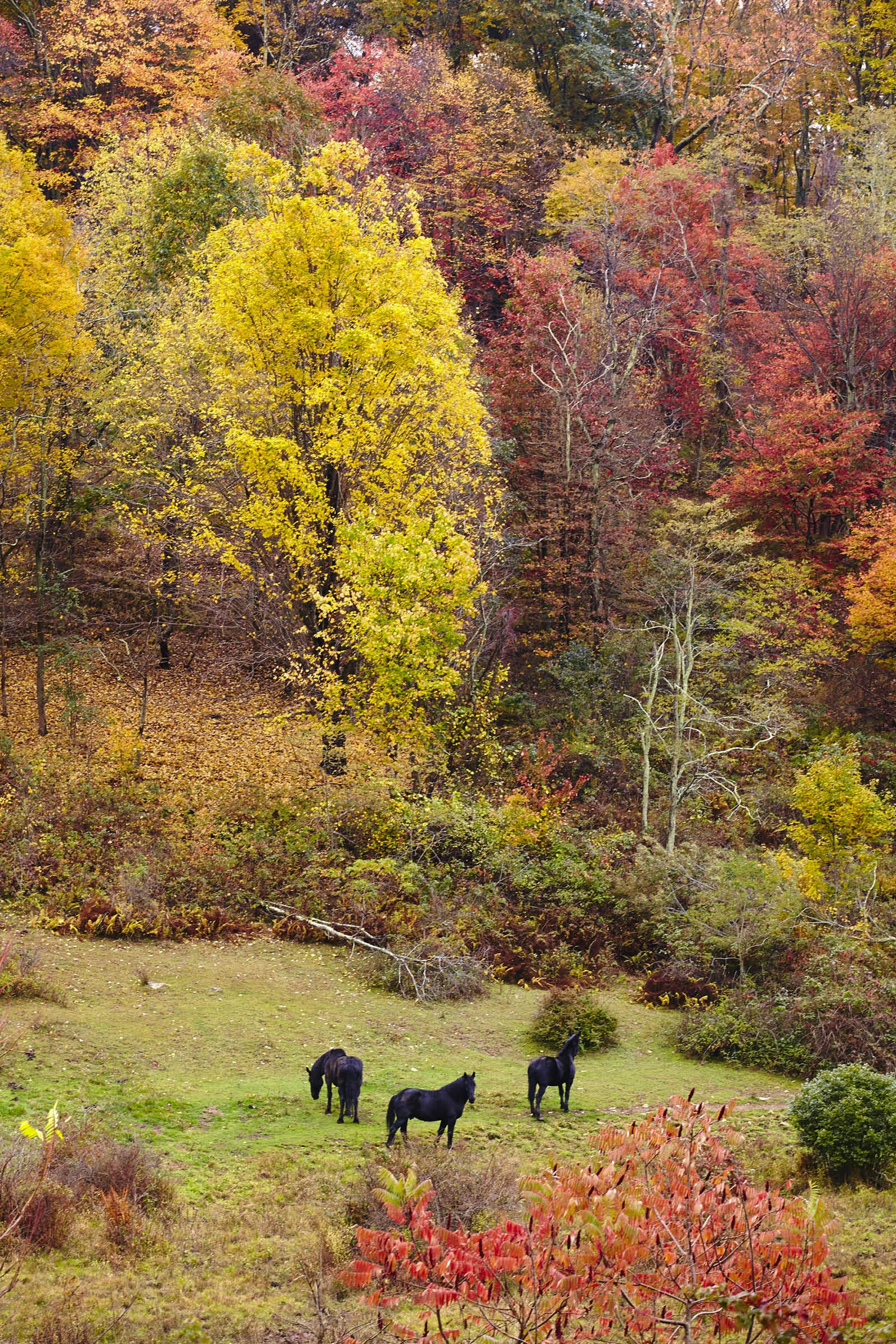 Three black horses in a field surrounded by autumn colours