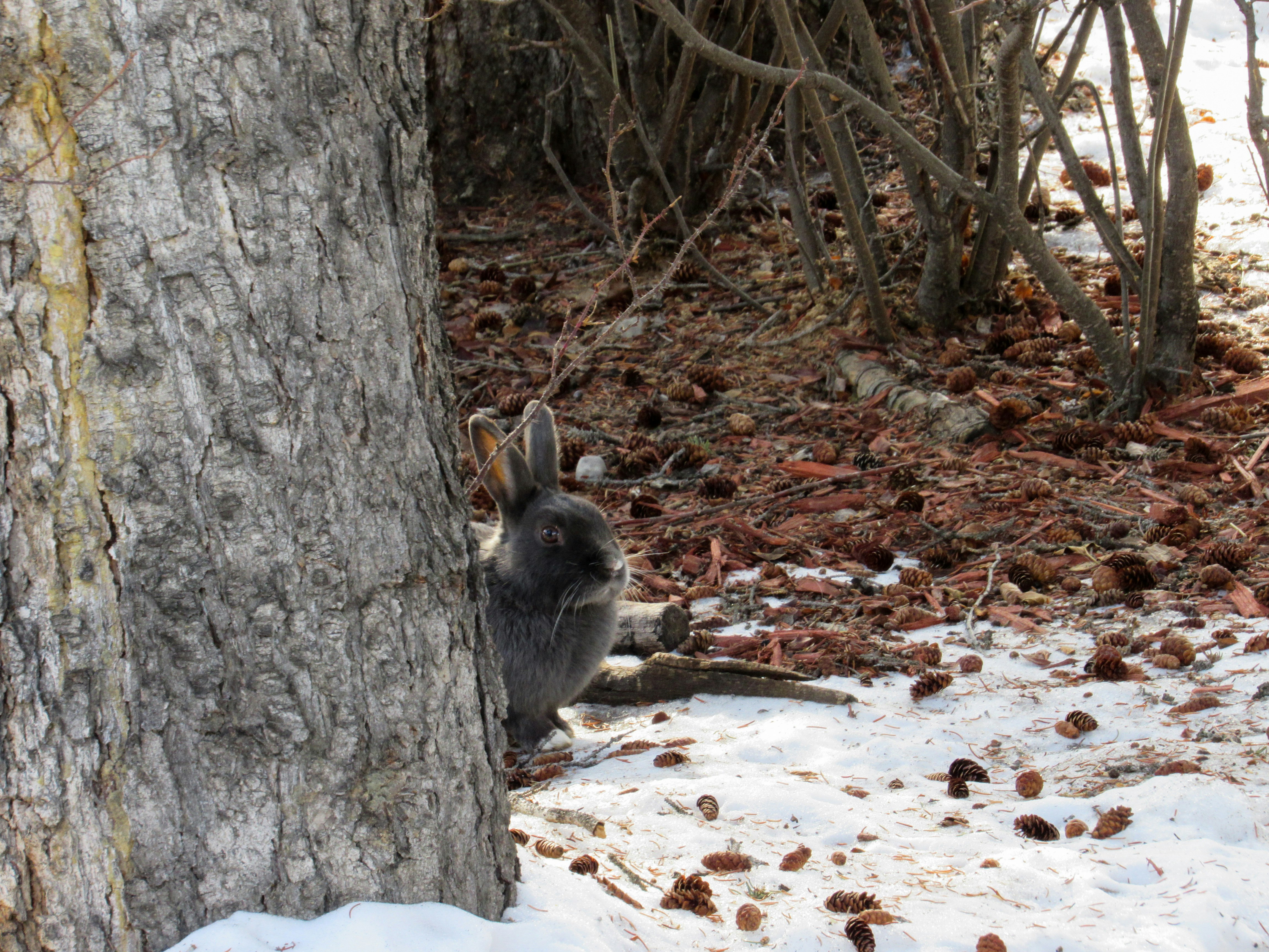 A rabbit hiding behind a tree