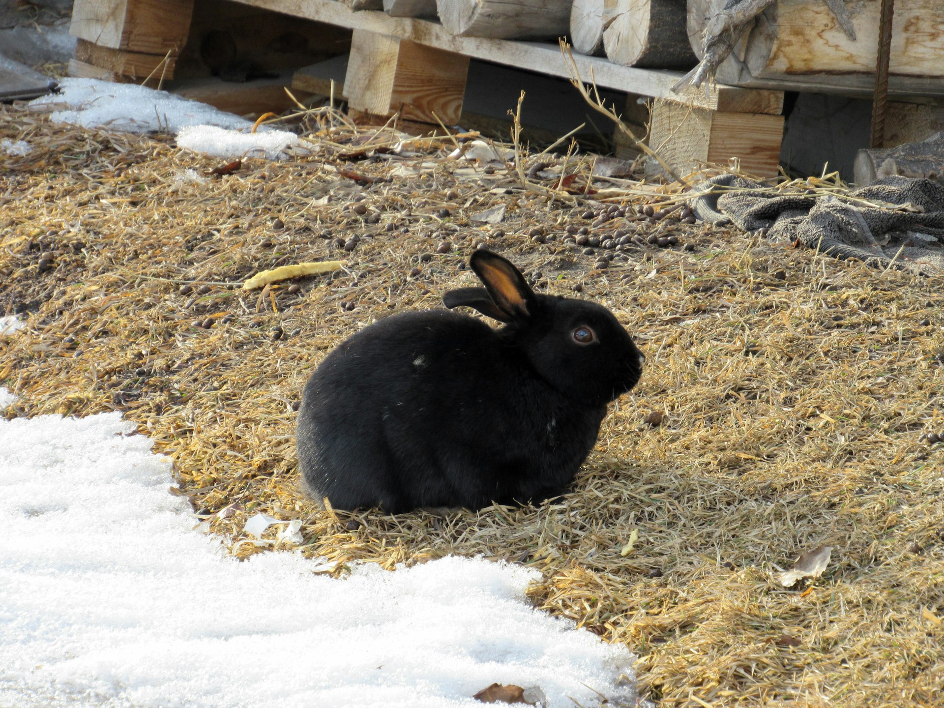A bunny sits in dry grass near snow