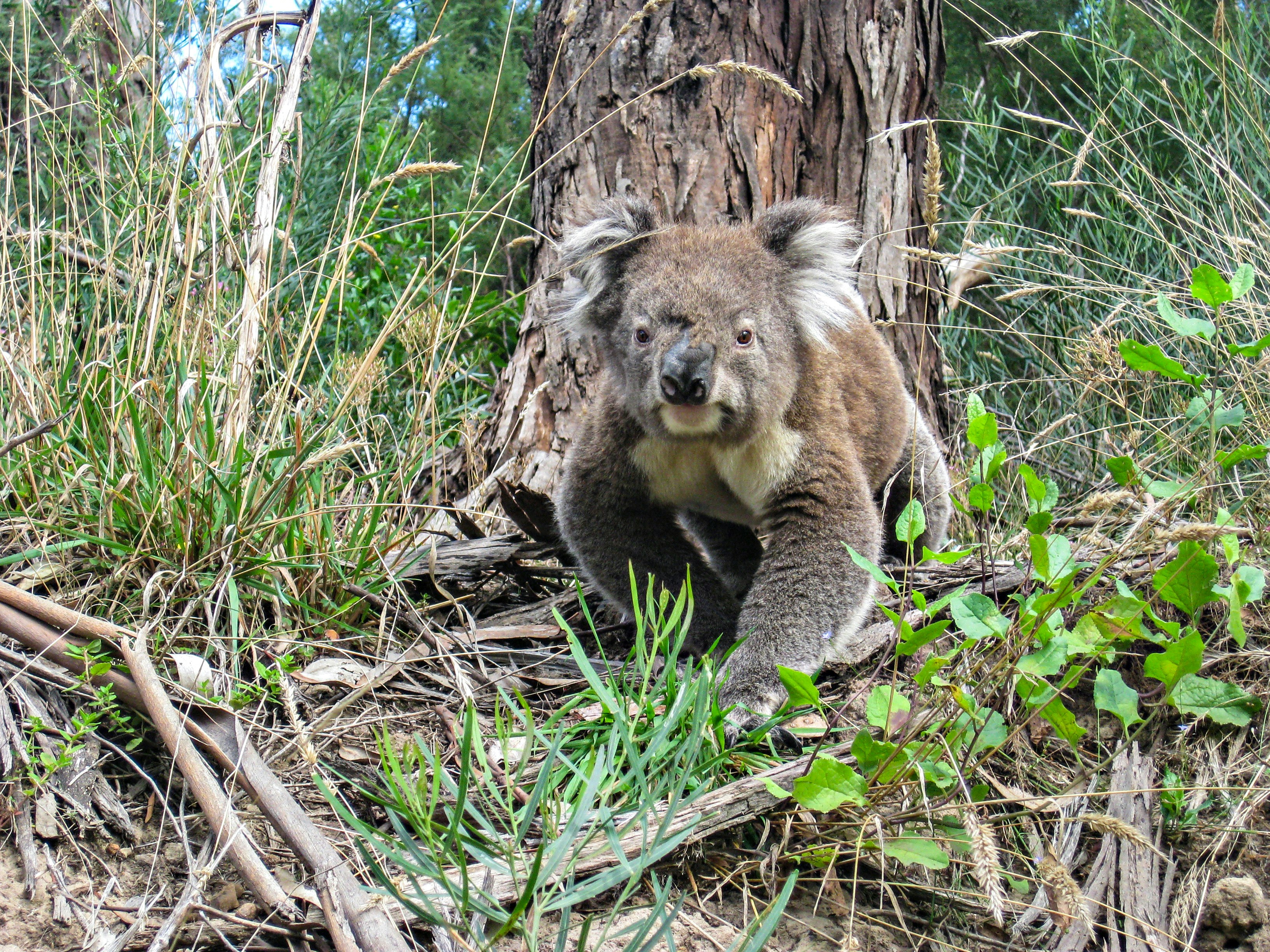 A wild koala walking and looking at the camera in South Australia