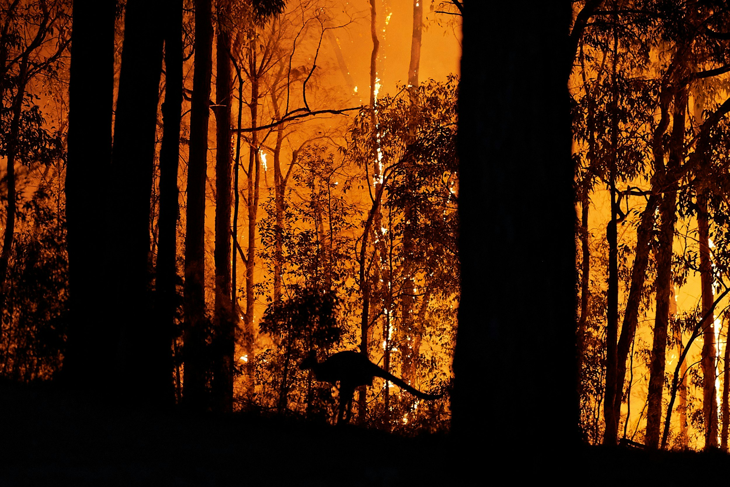 A kangaroo sihouetted against a burning forest 