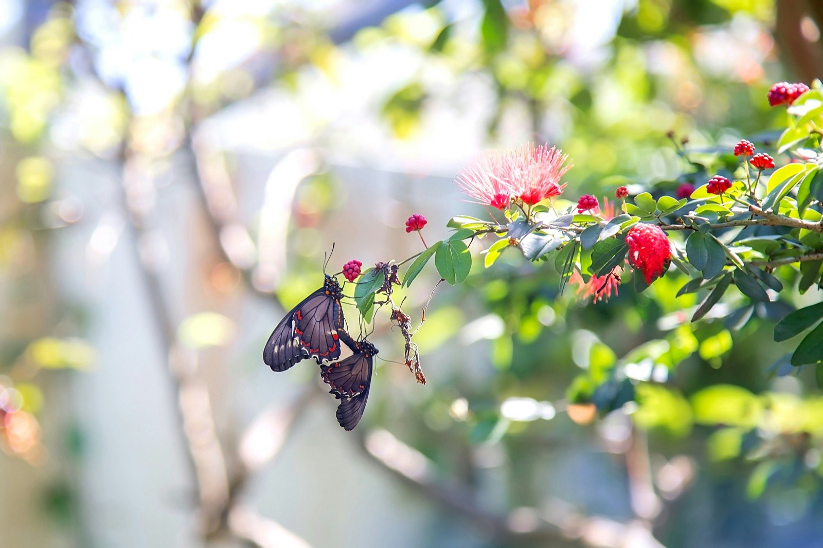 A black butterfly lands on a branch with red flowers