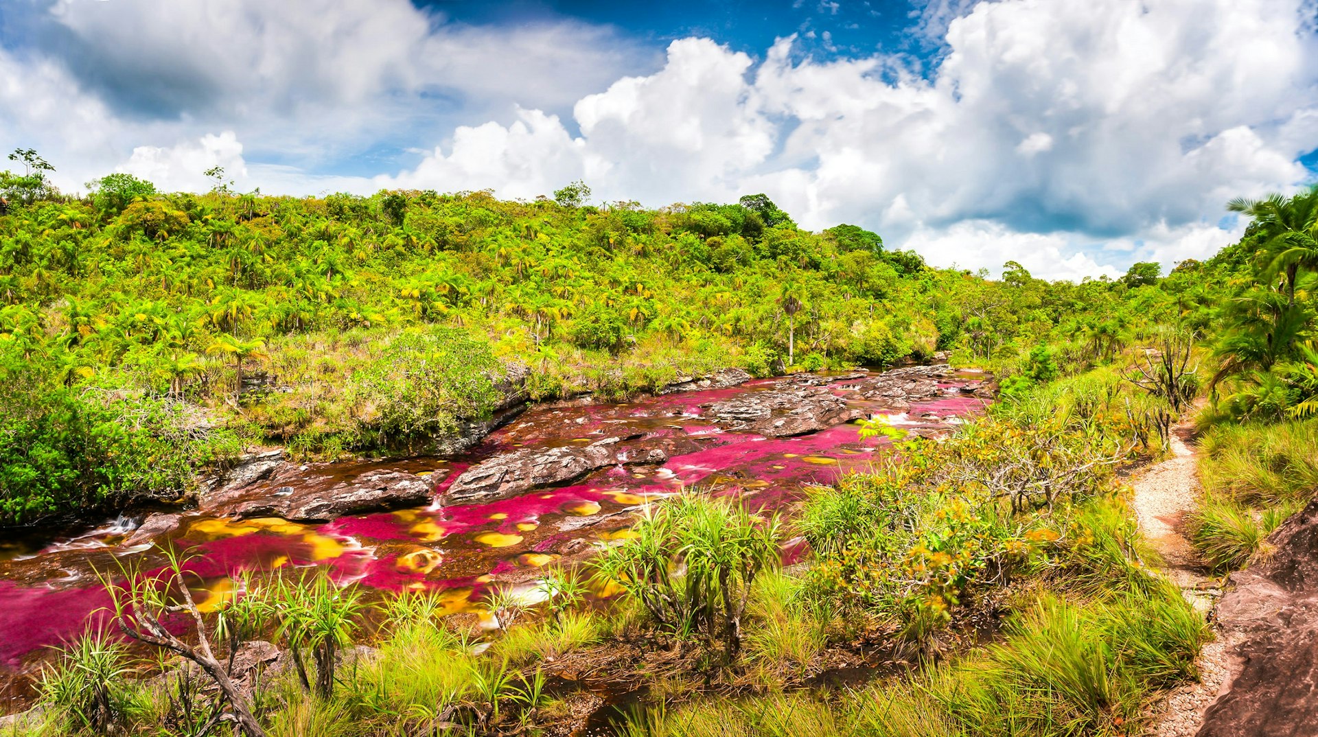 A bright purple riverbed cuts through a vibrant green landscape of swaying grasses and trees.