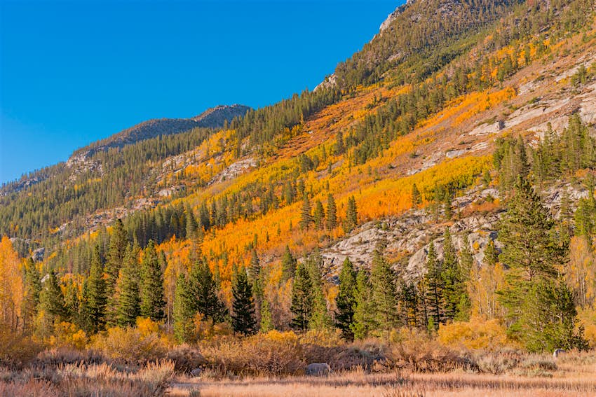 Bishop Creek Canyon, California Yellow autumn trees cover a mountainside in Bishop Creek Canyon, California