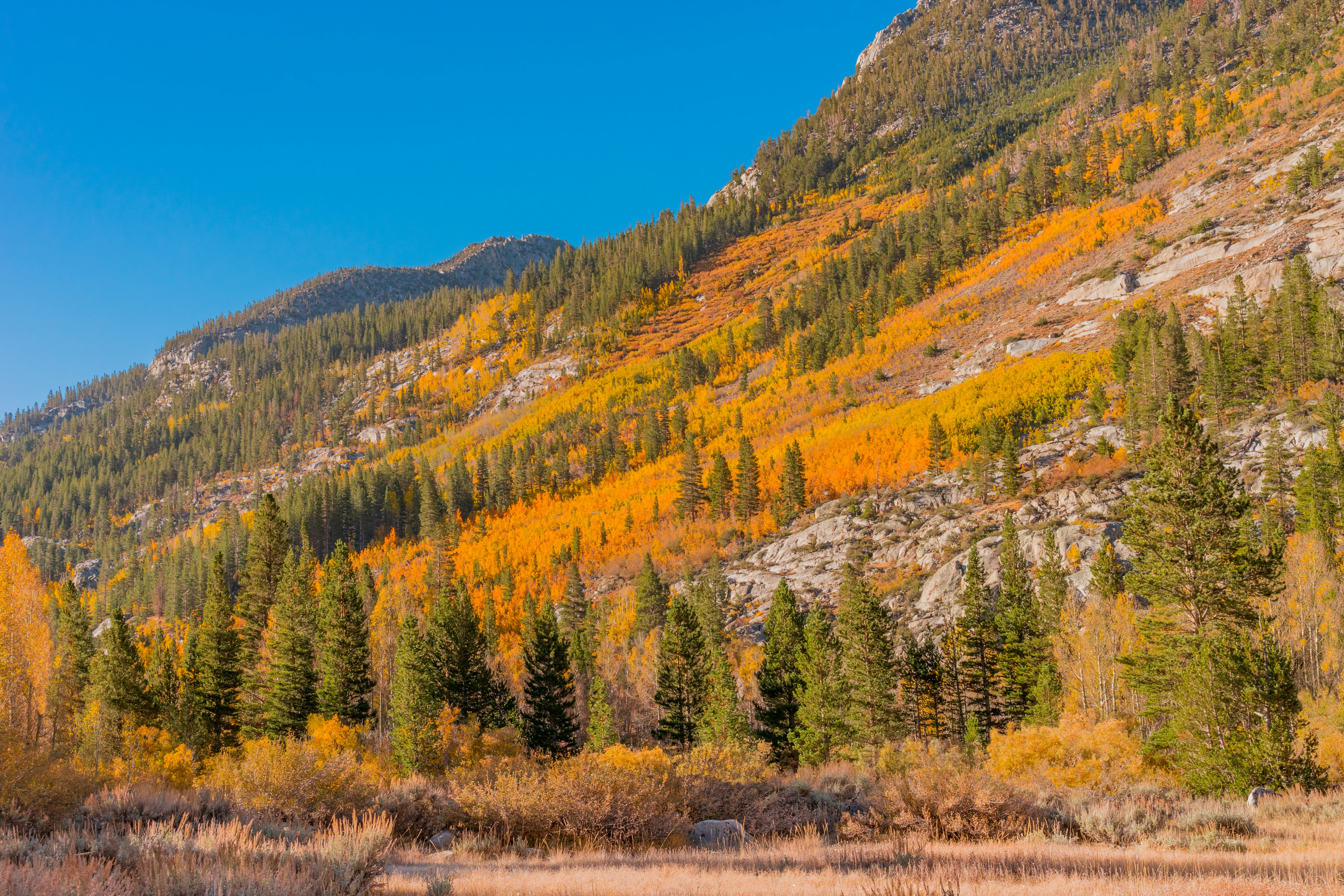 Yellow autumn trees cover a mountainside in Bishop Creek Canyon, California