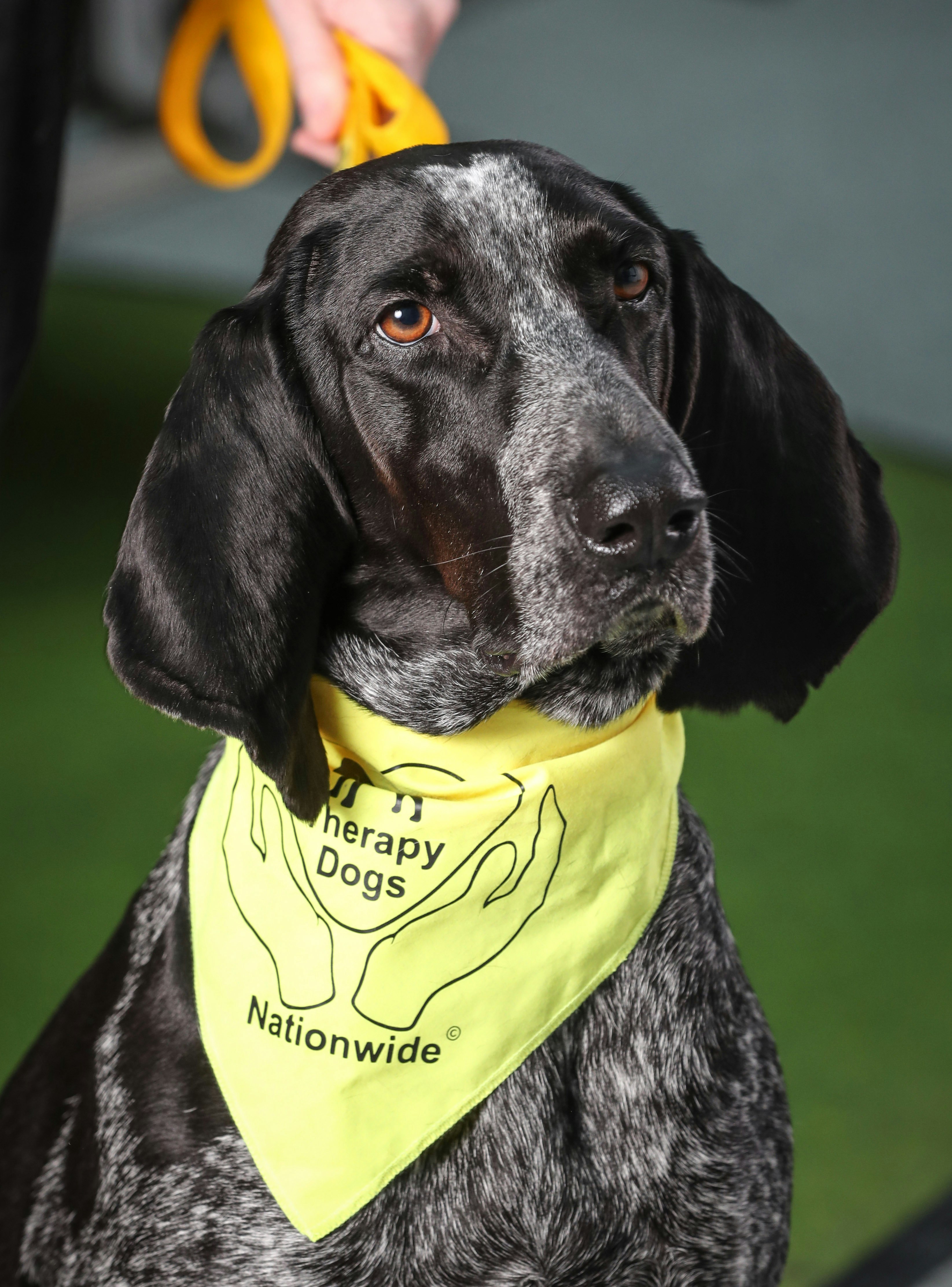 Canine Crew Southampton Airport.jpg