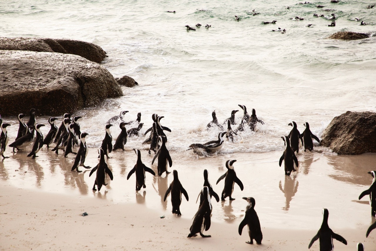 Cape Town penguins on the beach