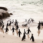 Cape Town penguins.jpg