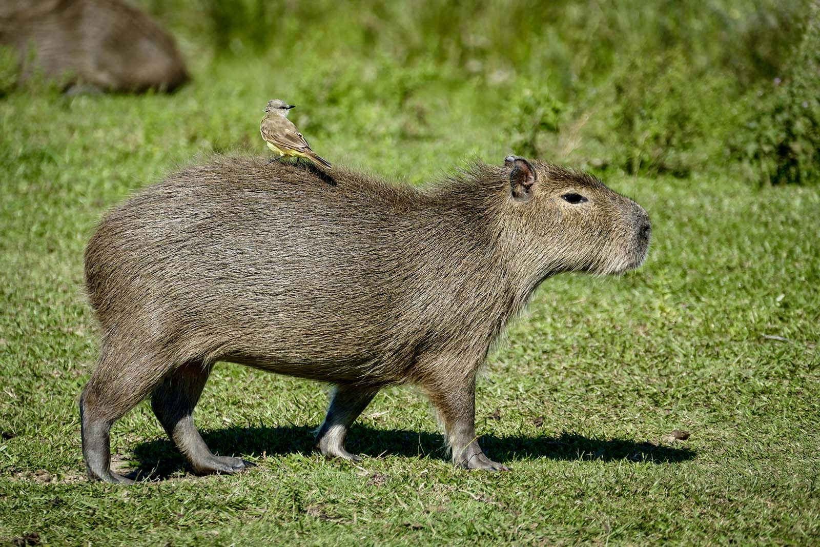 A capybara walks across the grass with a small brown and yellow bird on its back. Ibera National Park, Northeast Argentina