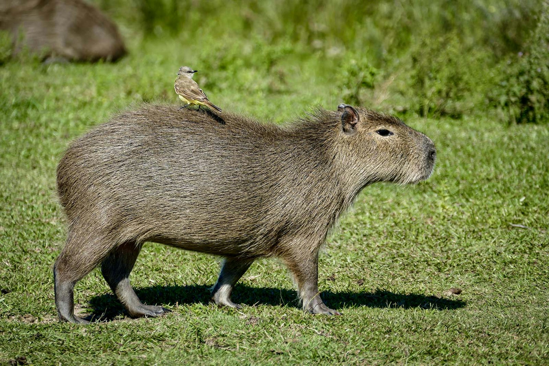 A capybara walks across the grass with a small brown and yellow bird on its back. Ibera National Park, Northeast Argentina