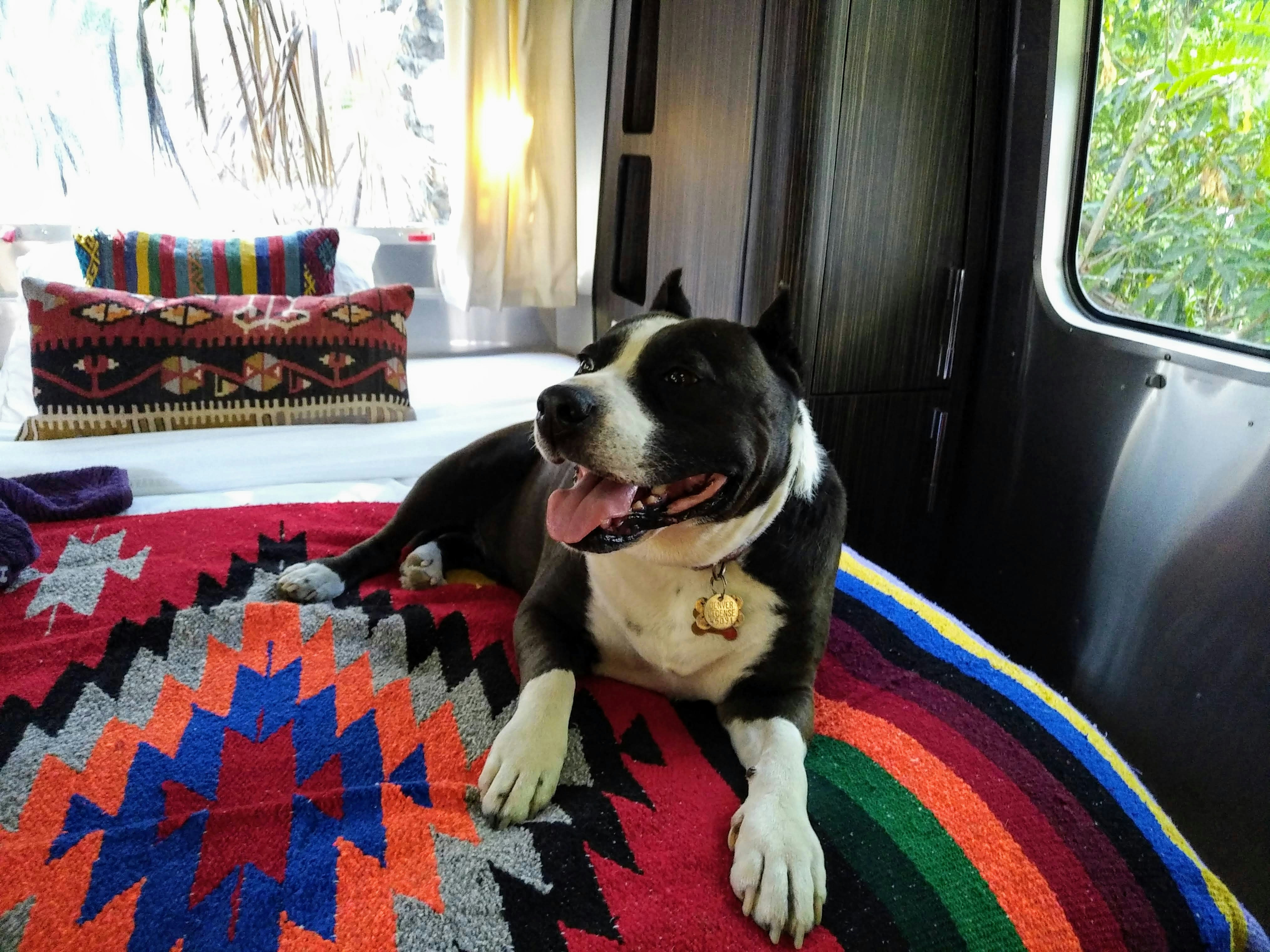 A handsome black and white dog smiles as he lolls on a bed covered in a bright, primary-hued Pendleton blanket with a geometric, southwestern design. Behind the dog are crisp white sheets and two pillows that coordinate, but do not match, the blanket. Outside the silver door of the Airstream trailer in which the photo is taken are green trees and palms.