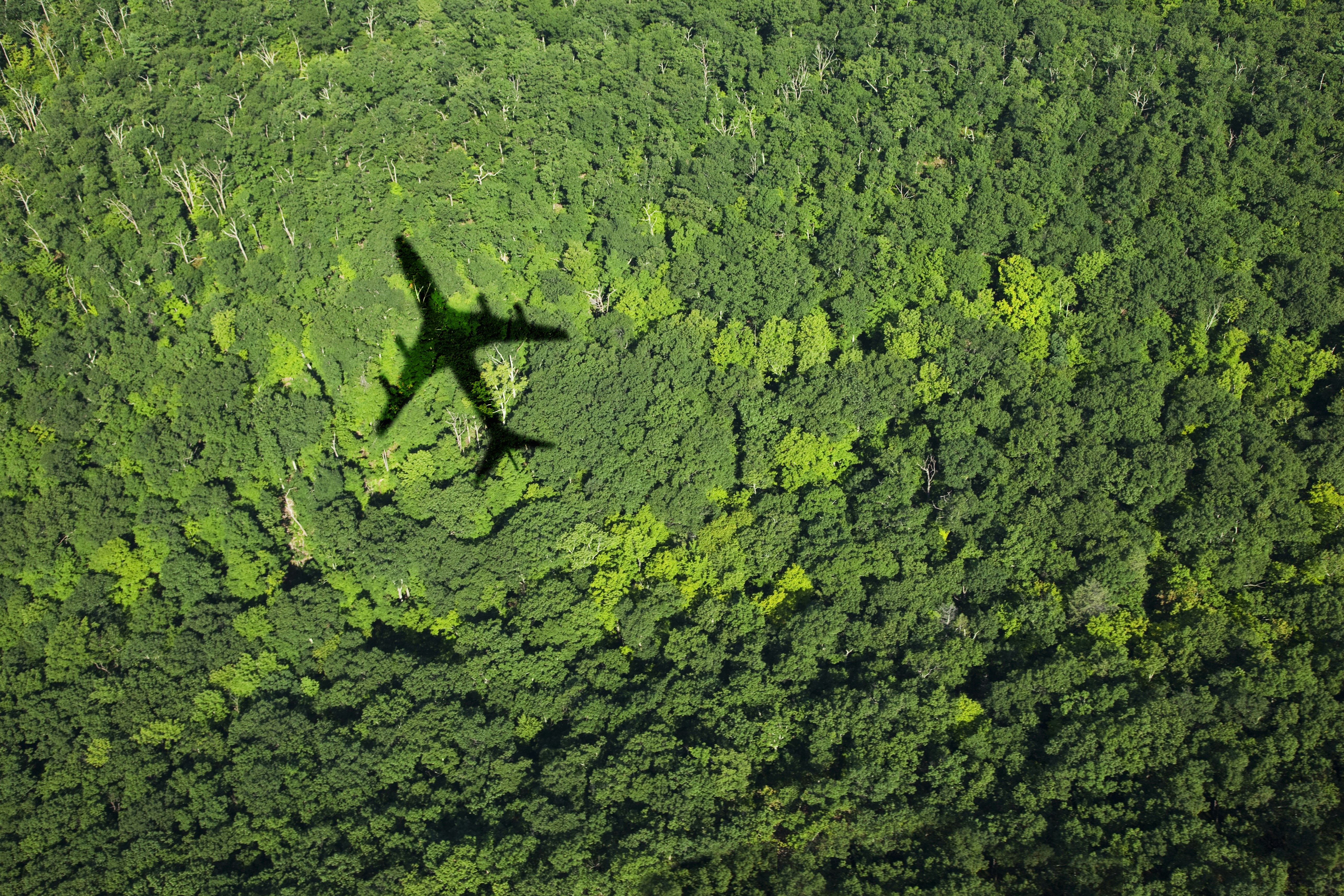 Shadow of an airplane over a forest