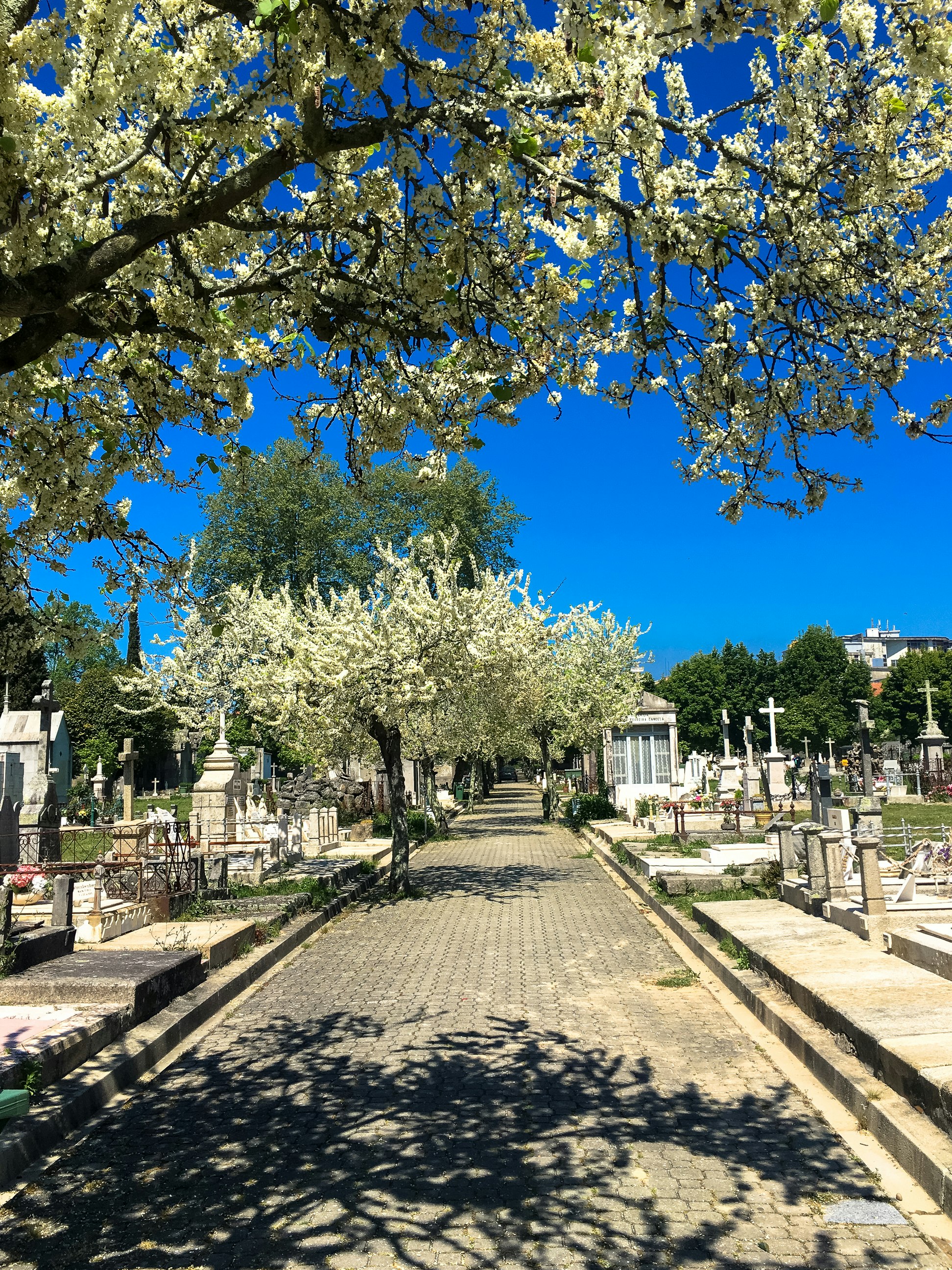 A paved, tree-lined walkway with overhanging blossoms is lined with hundreds of decorative headstones.