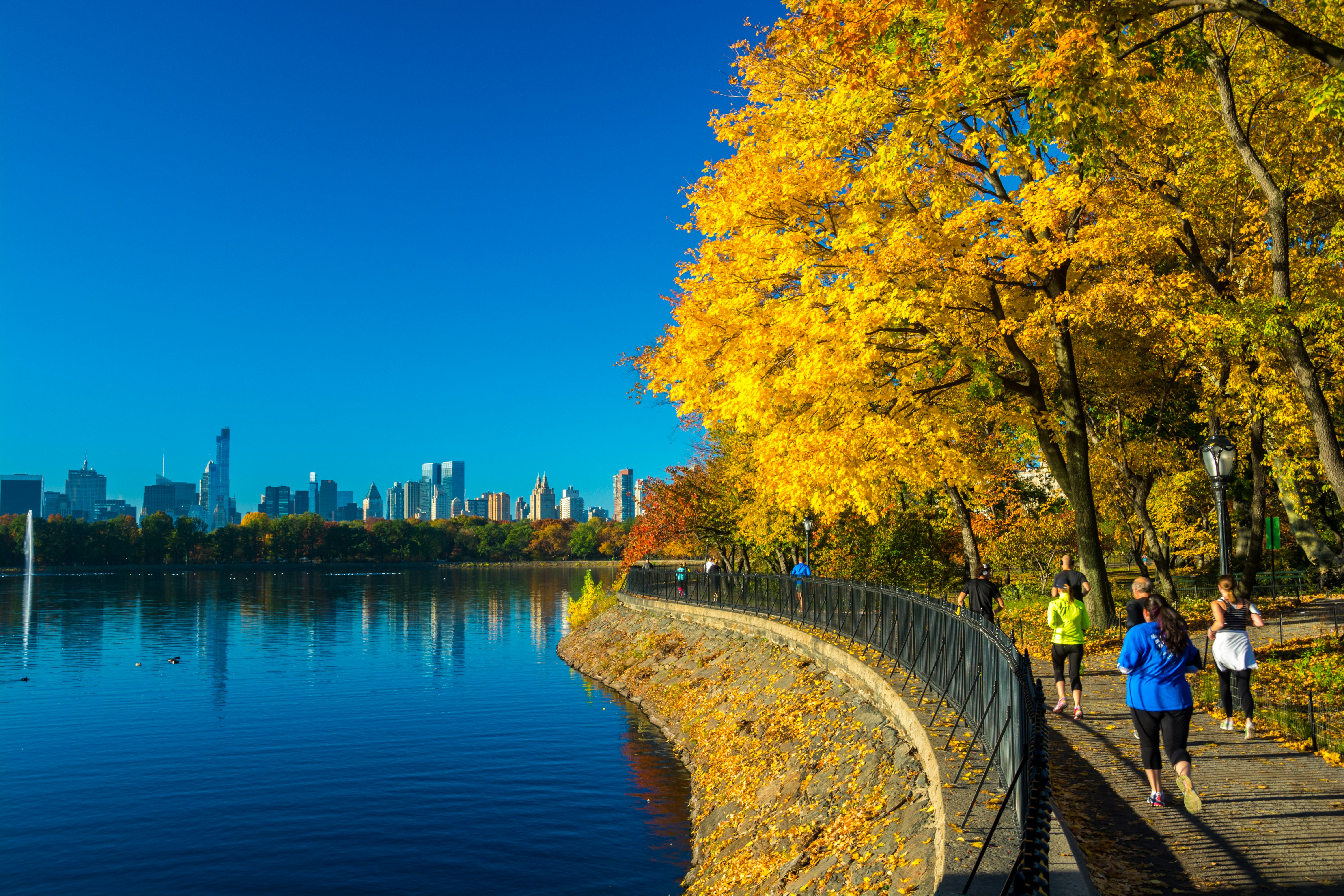 Several people are running on a path alongside the Jacqueline Kennedy Onassis Reservoir in Central Park, New York. It's fall, and the leaves on the trees lining the path are golden yellow.