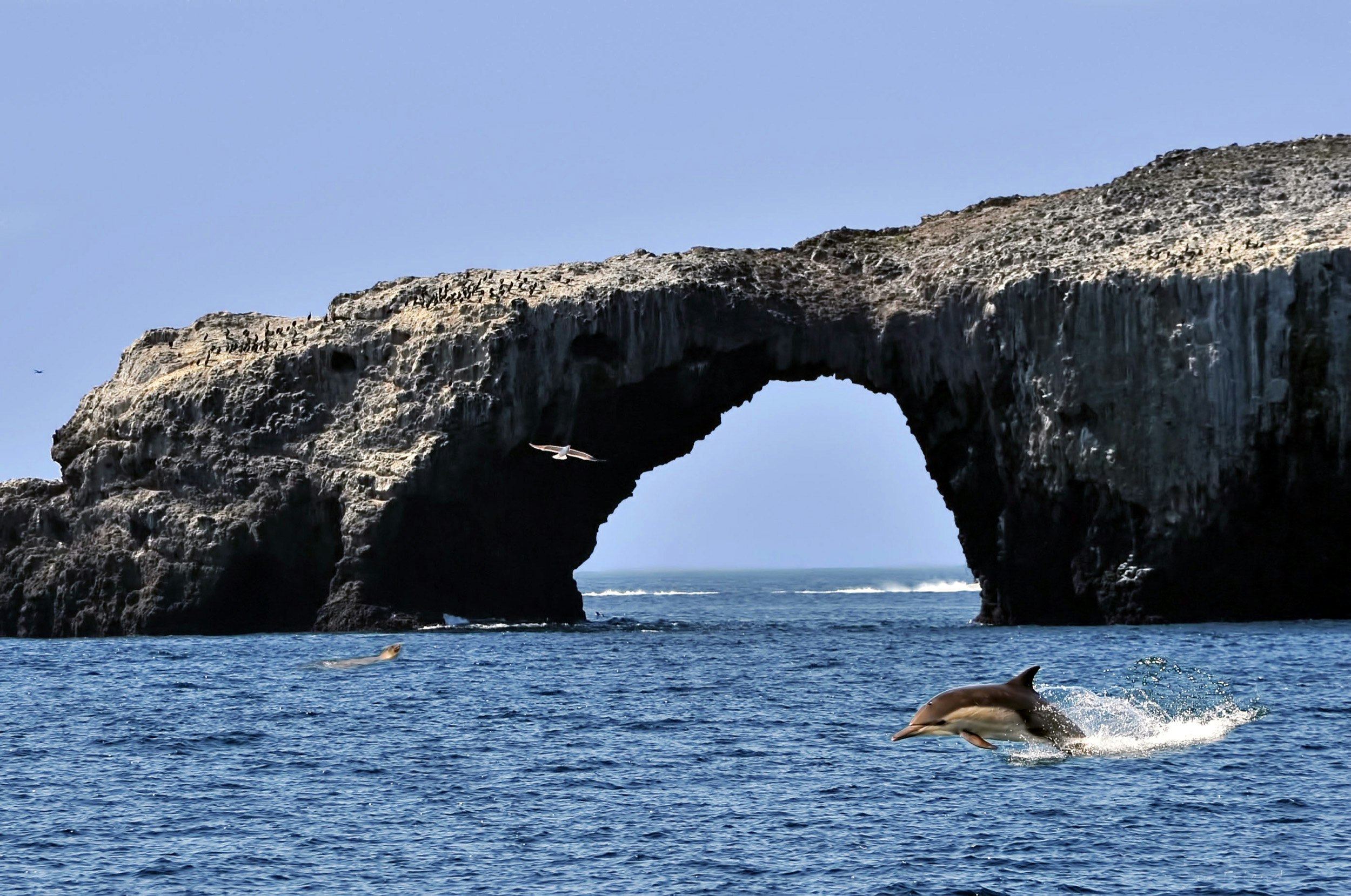A dolphin and a sea lion swim in front of a stone archway reaching out into the water at Channel Islands National Park