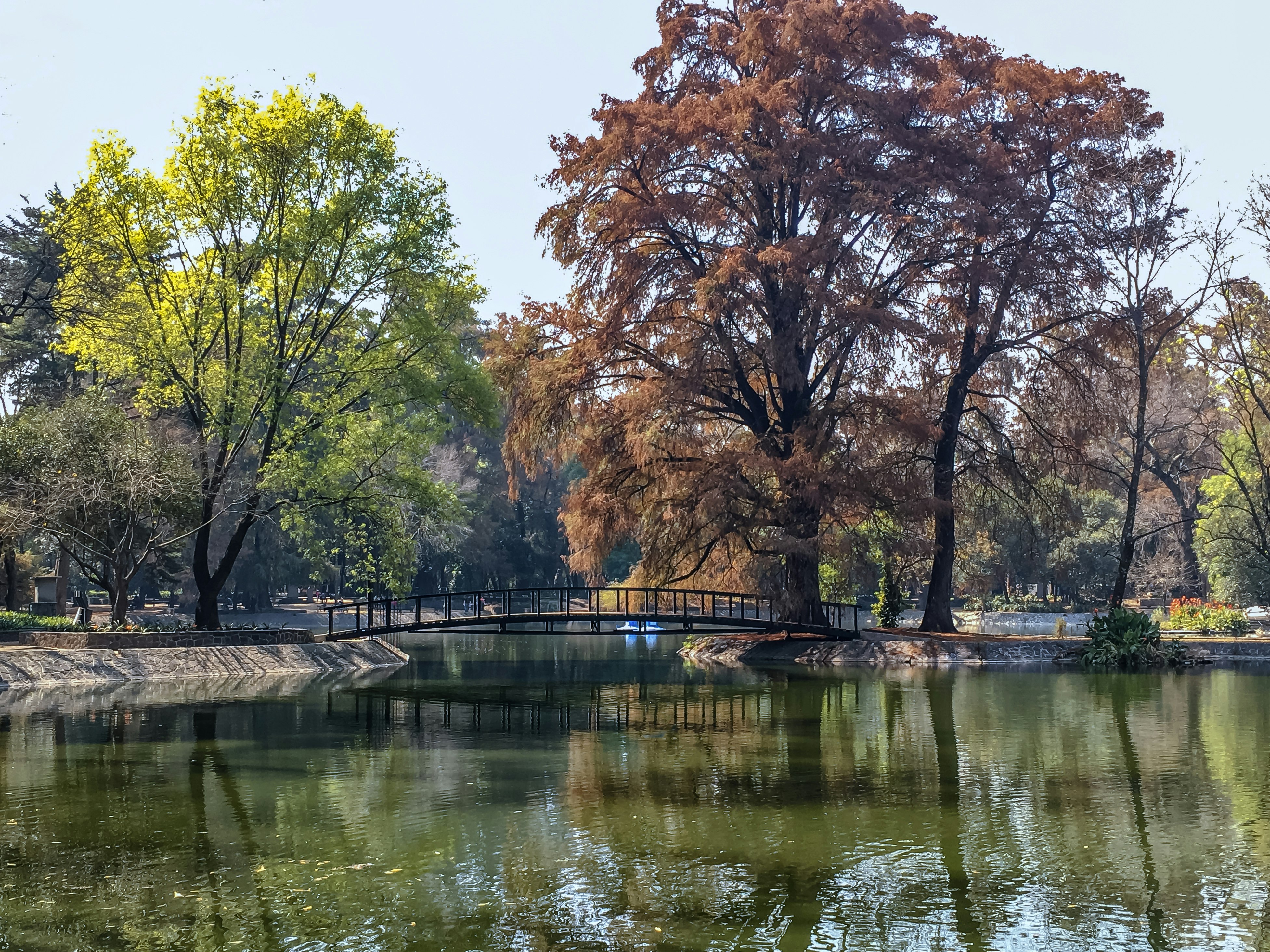 A bridge crossing to a small island on Chapultepec lake at Bosque de Chapultepec. The area is dotted with trees with colorful leaves.