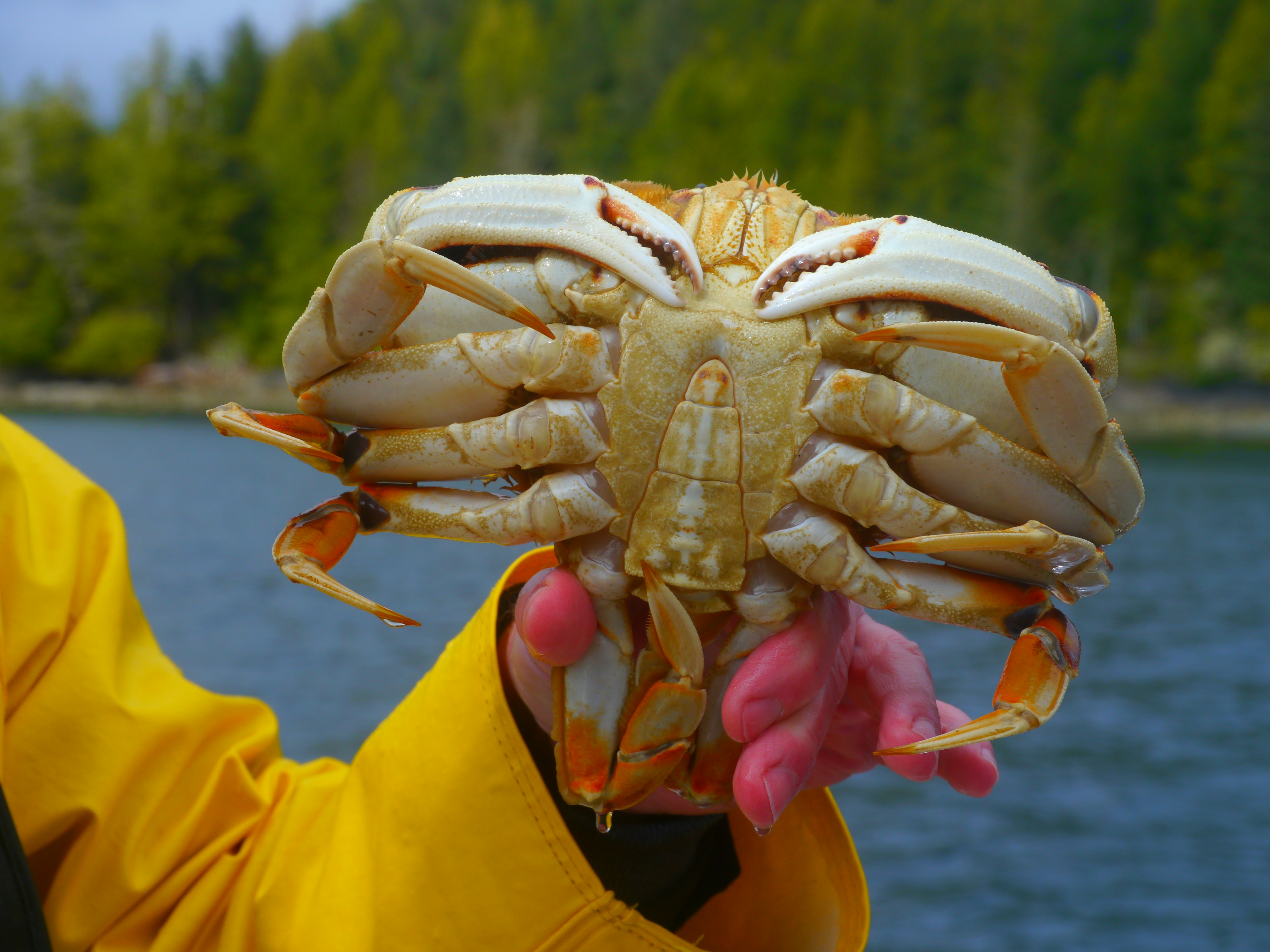 A hand, the fingers bright red from cold, holds an enormous crab with orange legs and a white underbody. The arm holding the crab is clad in a bright yellow rain slicker. Blurred in the background is the blue sea and the green, tree-lined shore.
