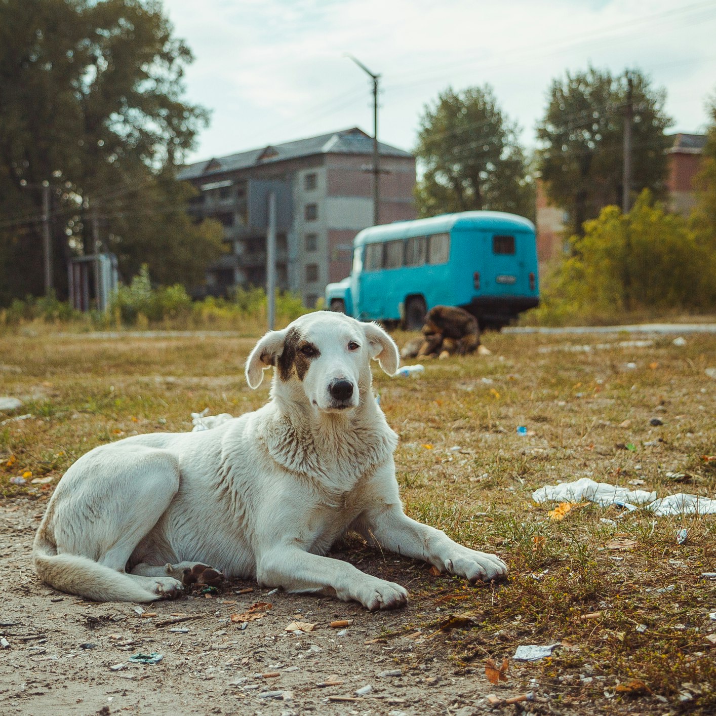 Chernobyl Dogs.jpg