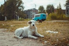 Chernobyl Dogs.jpg