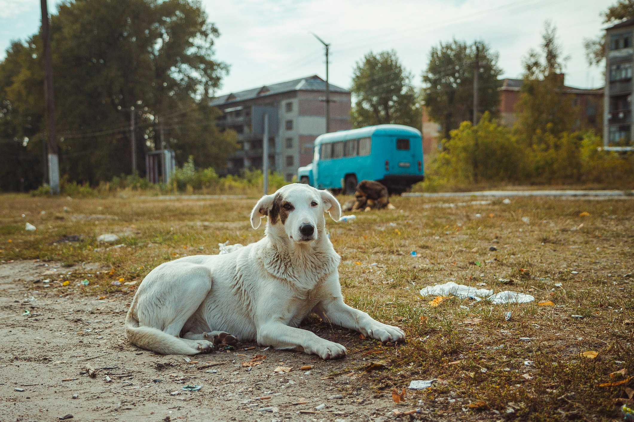 A white dog sits in front of a wire fence in the abandoned city of Pripyat
