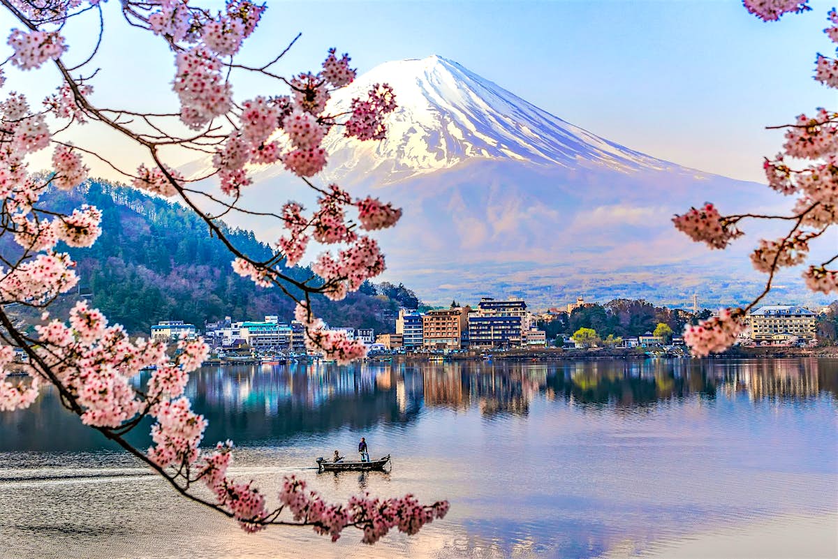 Image result for cherry blossoms japan