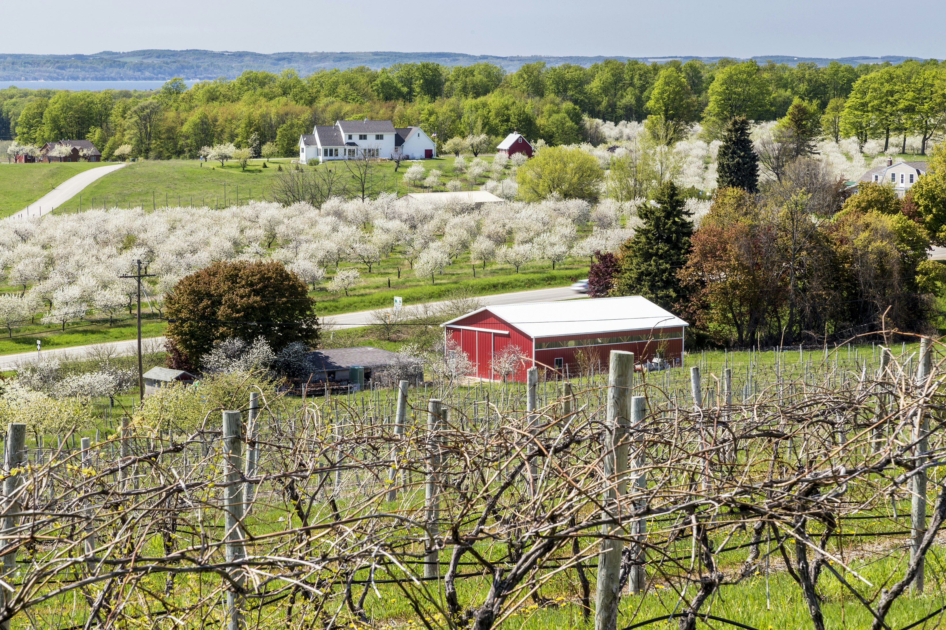 A cherry blossom orchard adjascent to a vineyard, with a red barn in between.