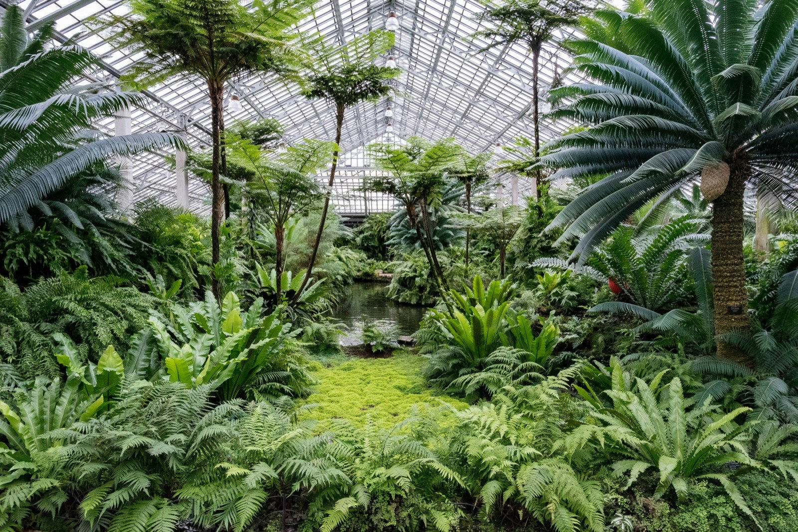 An indoor greenhouse filled with a jungle of green plants