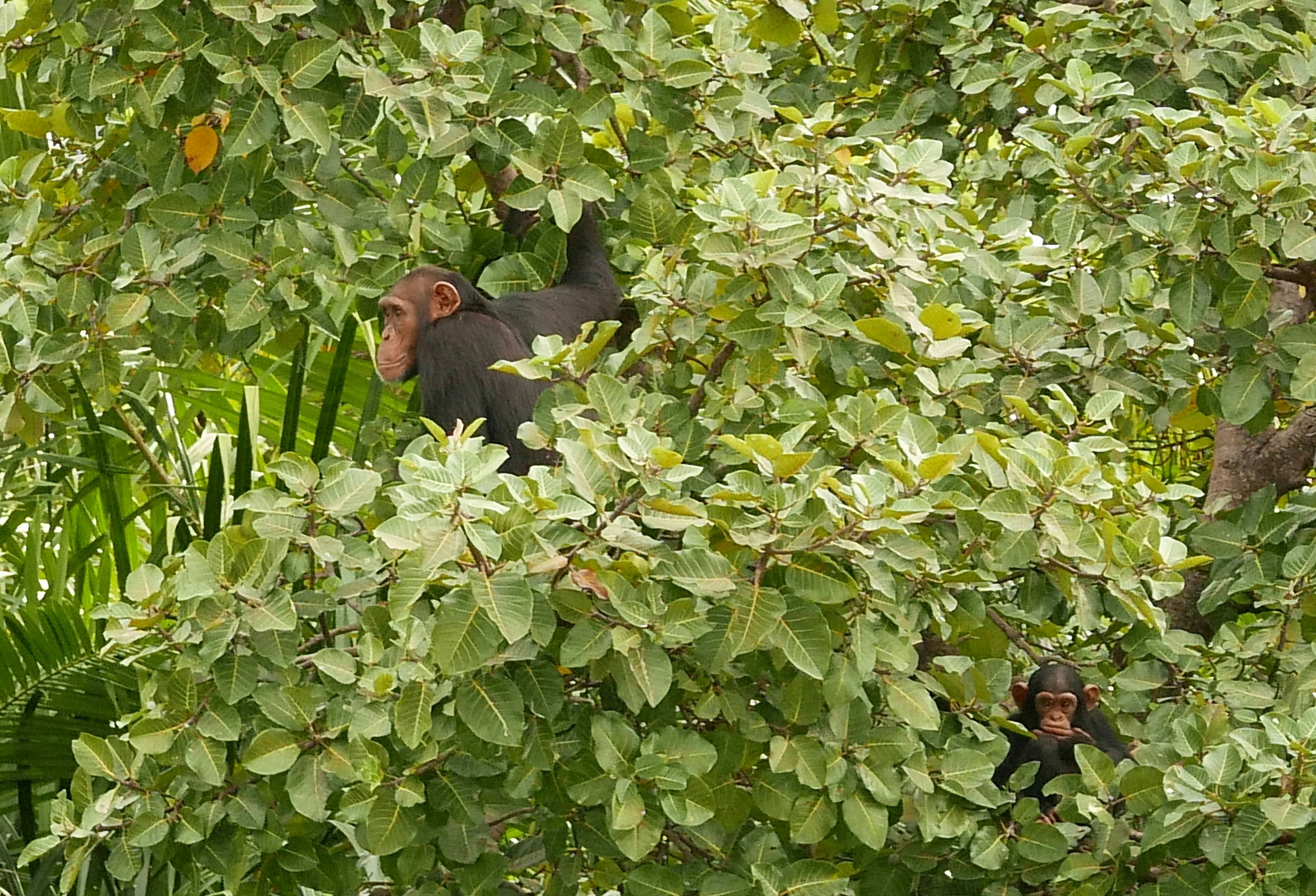 A wall of foliage dominates the image, with an elder chimpanzee visible in the top left, and a baby chimp poking out in the bottom right.