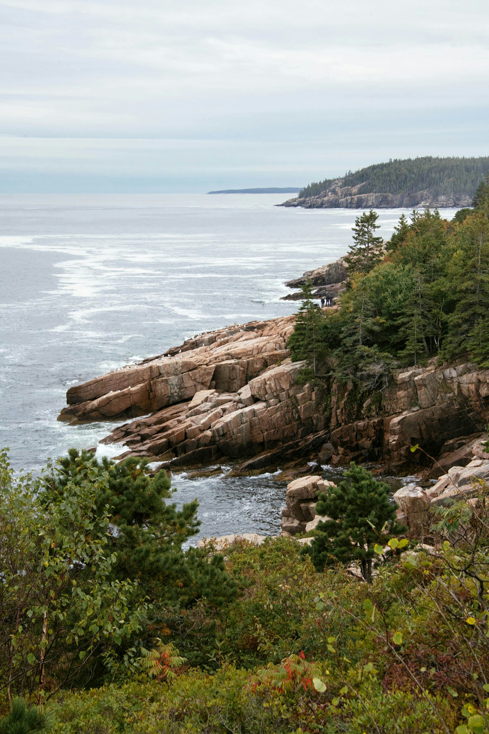 A view of the forested coast of Acadia National Park