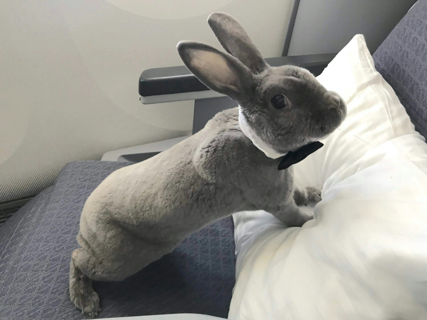 Coco the rabbit on an airplane seat 