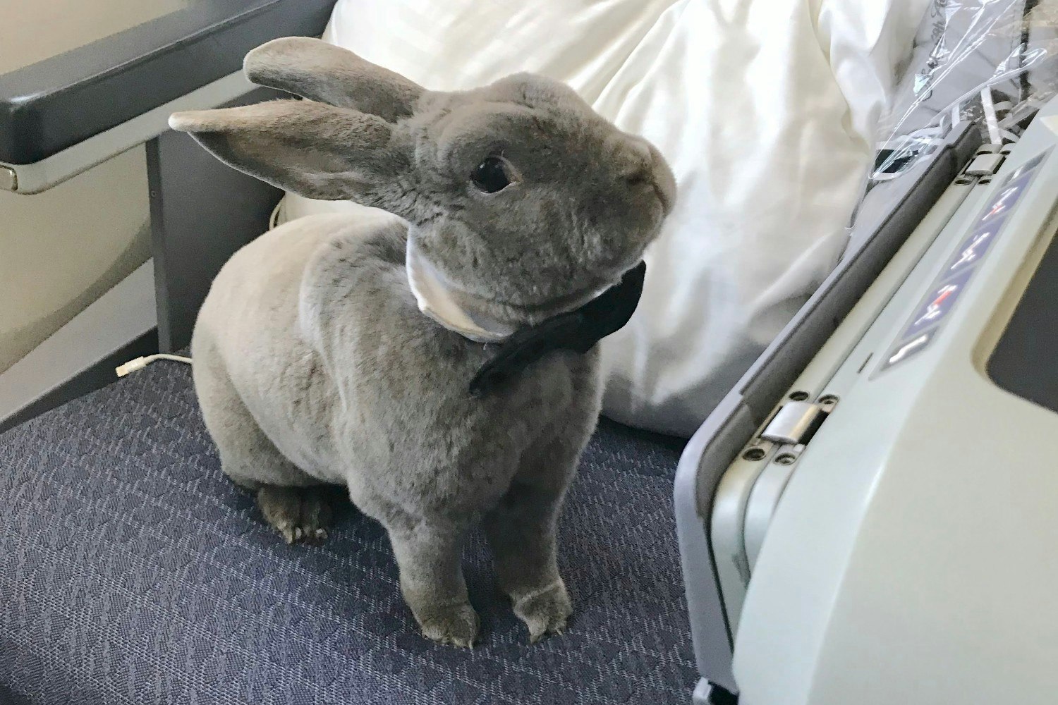 Coco the rabbit on an airplane seat 