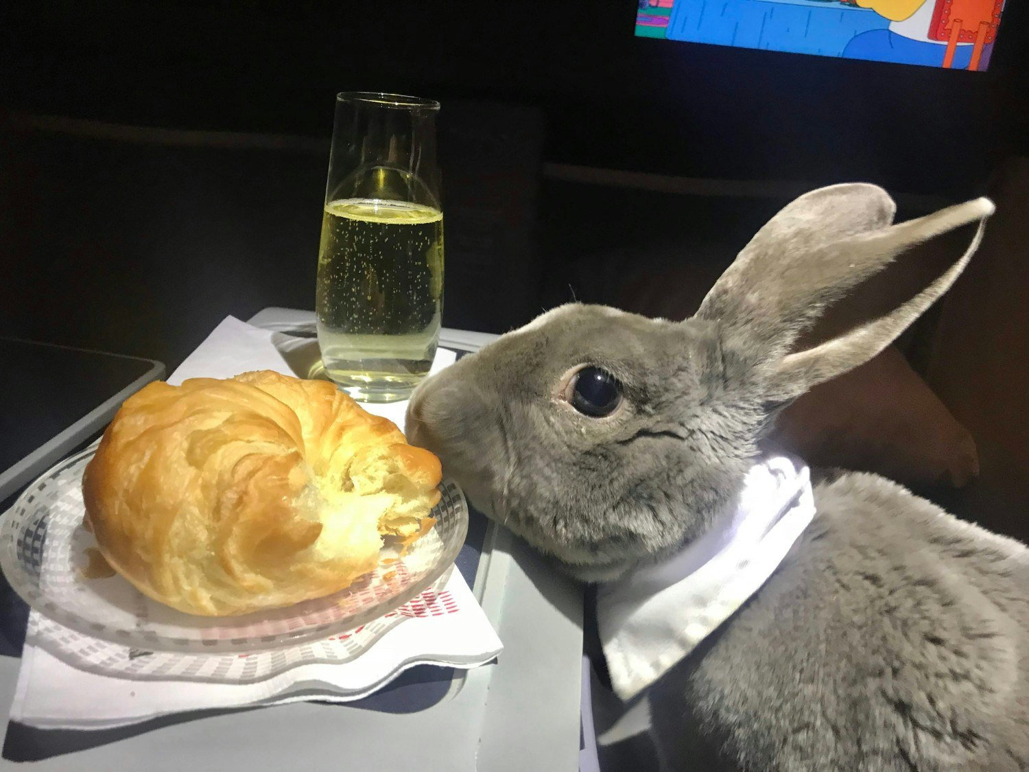 Coco the rabbit on an airplane seat with snacks