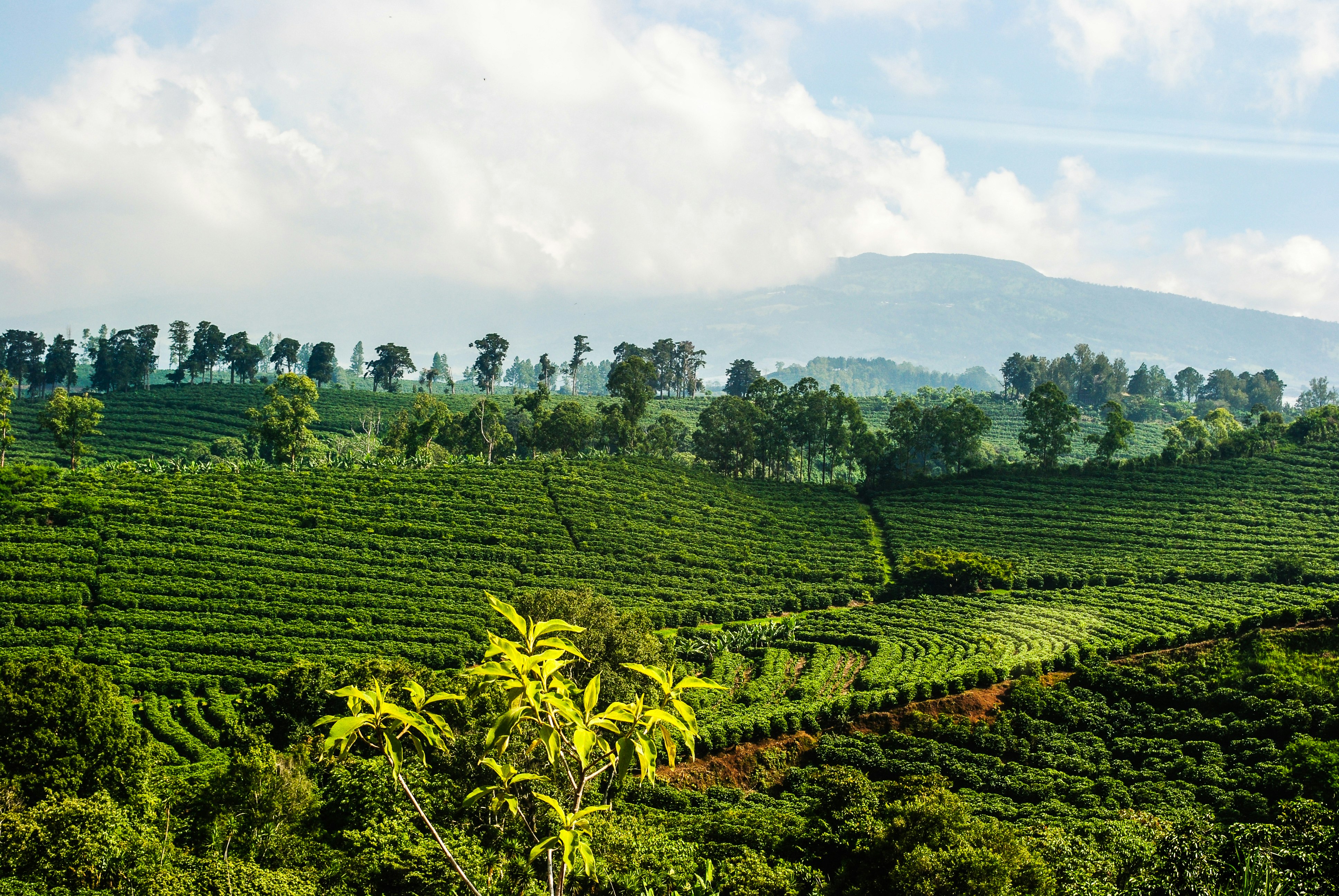 Aerial view of a lush green coffee farm in Costa Rica