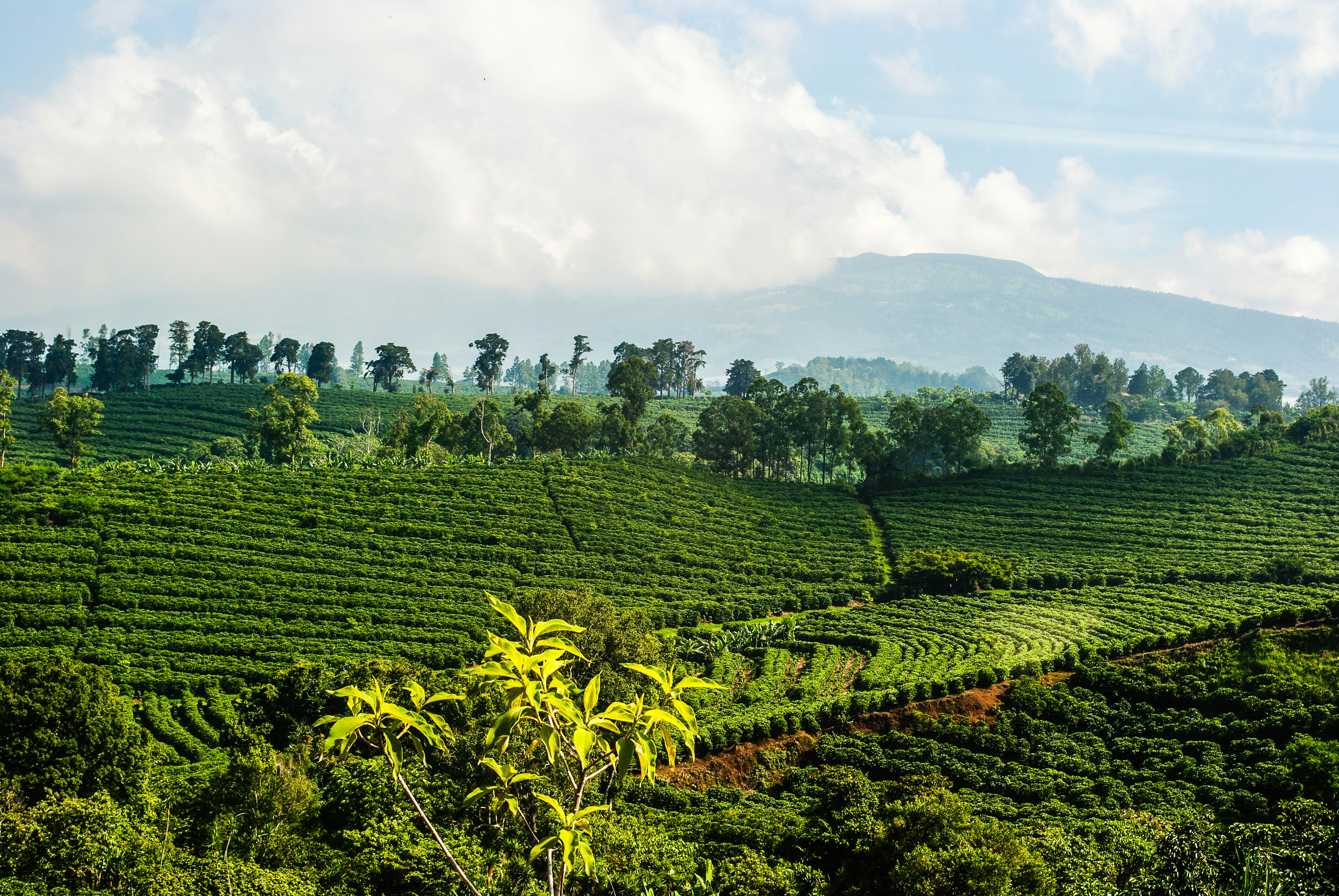 Flygfoto över en frodig grön kaffegård i Costa Rica