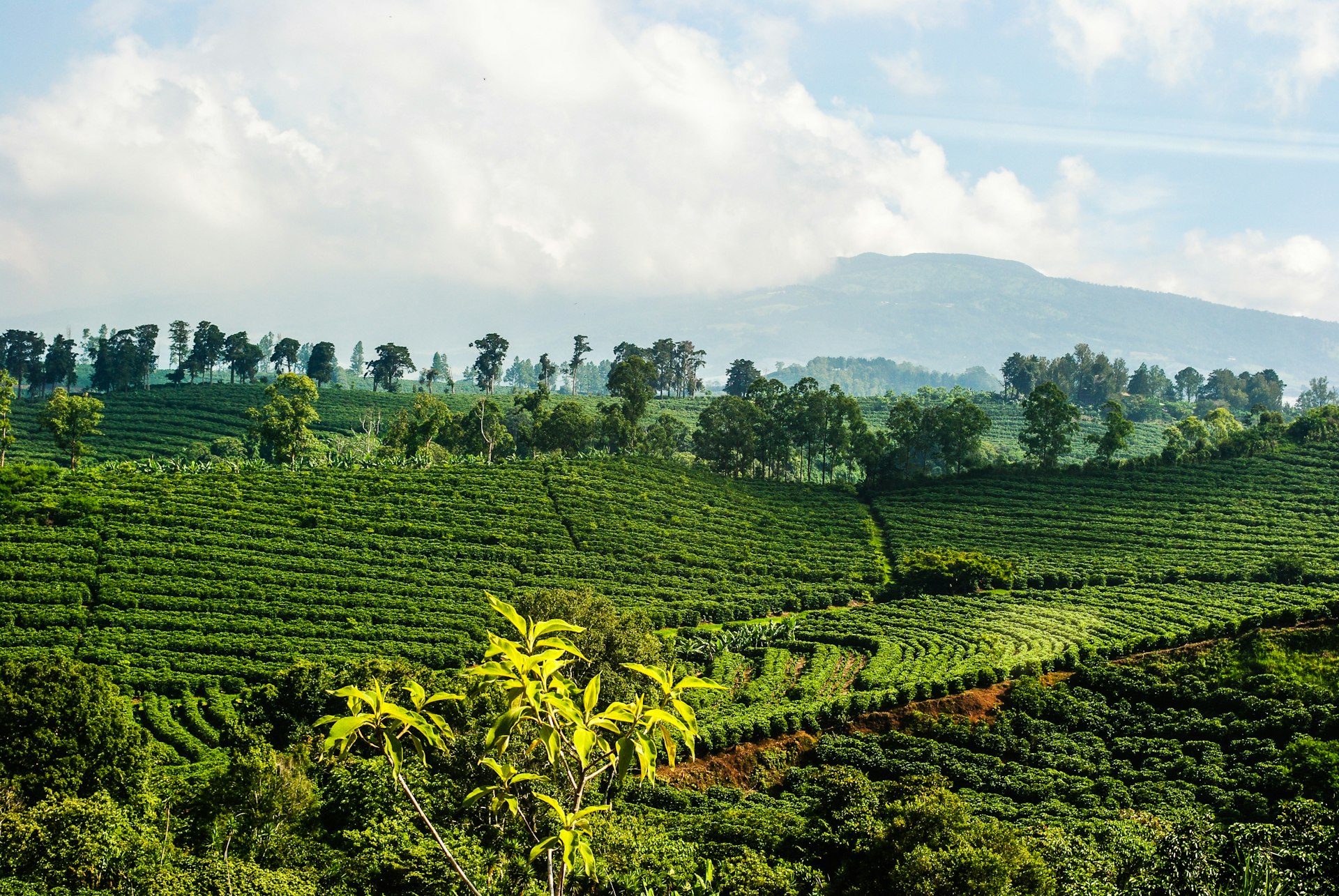 Aerial view of a lush green coffee farm in Costa Rica