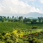 Aerial view of a lush green coffee farm in Costa Rica