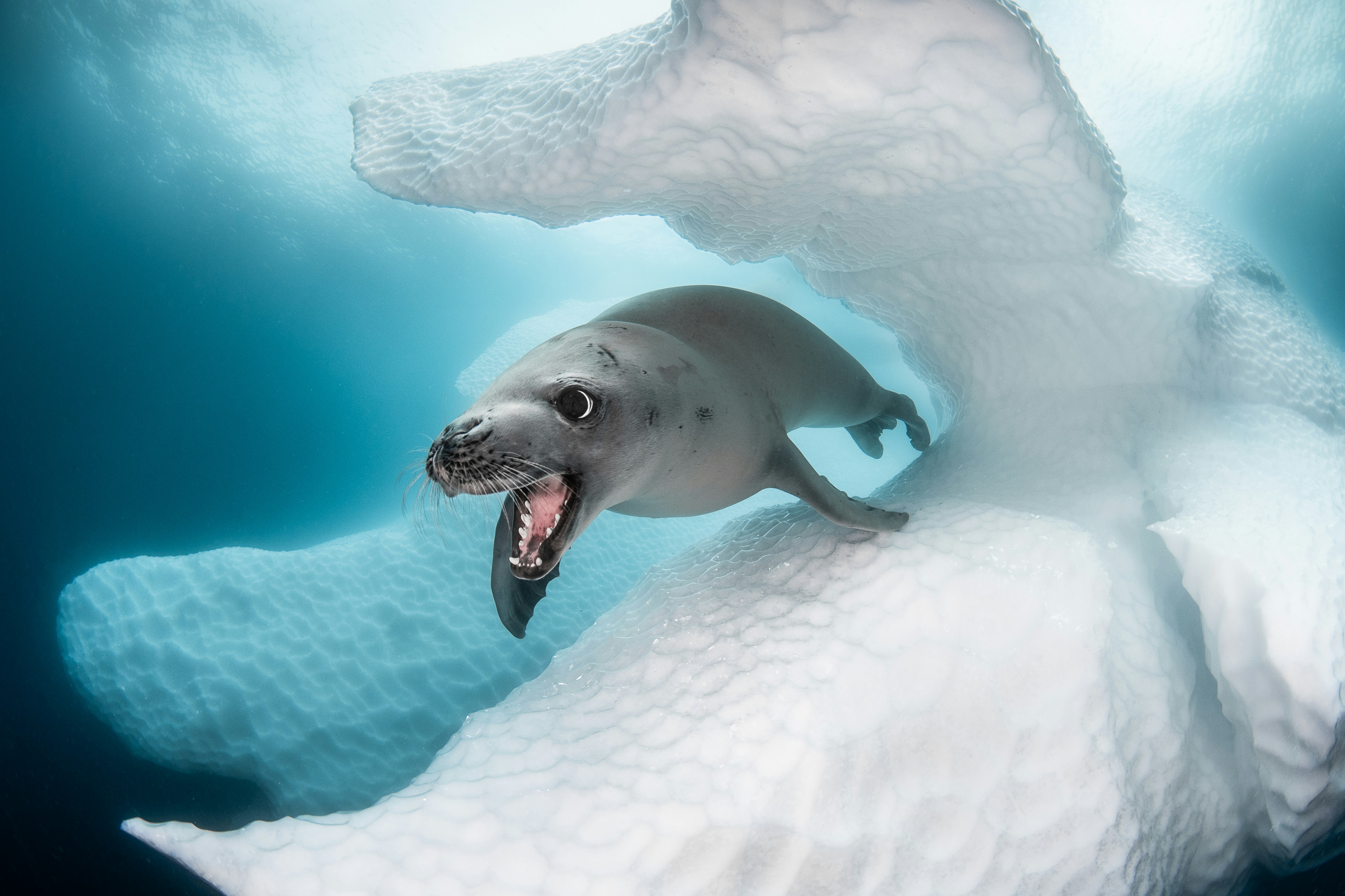 Crab-eater seal moves through frozen water