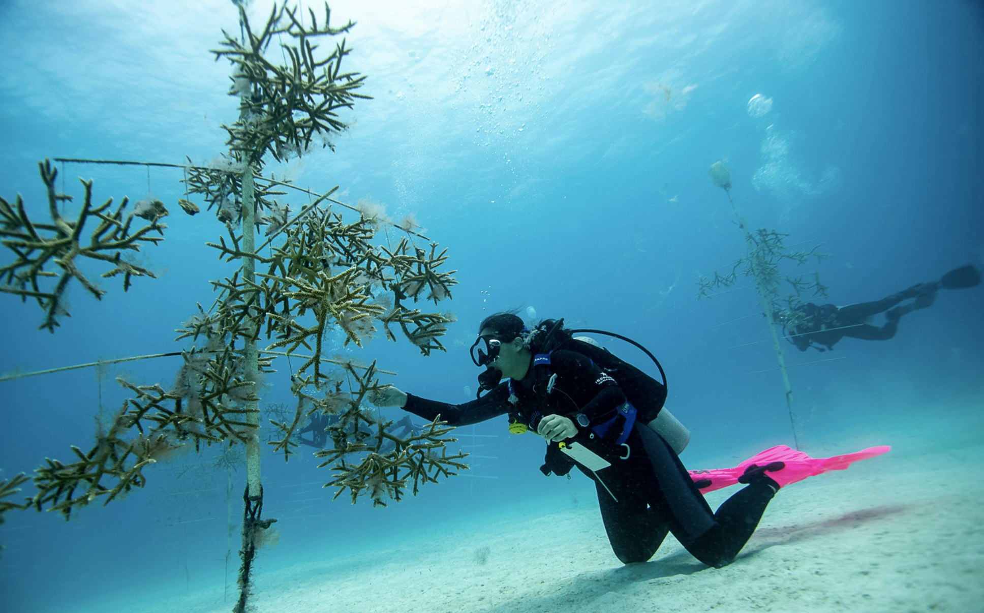 A scuba diver tends to coral growing on an underwater lattice