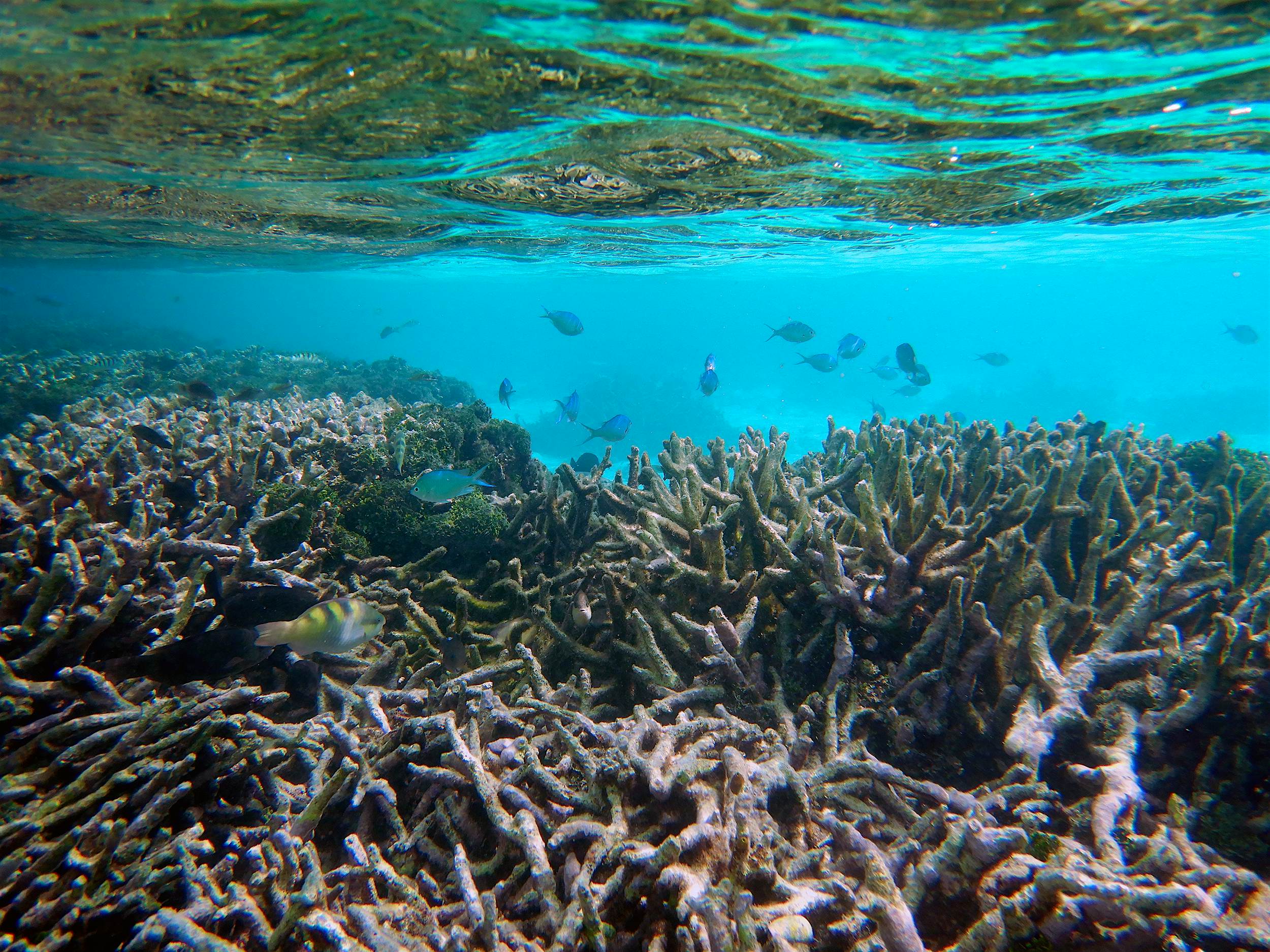 Green chromis fish swimming at low tide in Maldivian reef showing evidence of coral bleaching
