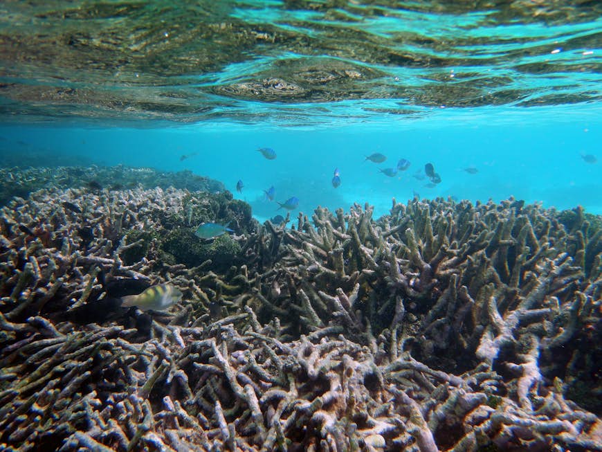 Grön kromfisk simmar vid lågvatten i maldiviska revet och visar tecken på korallblekning