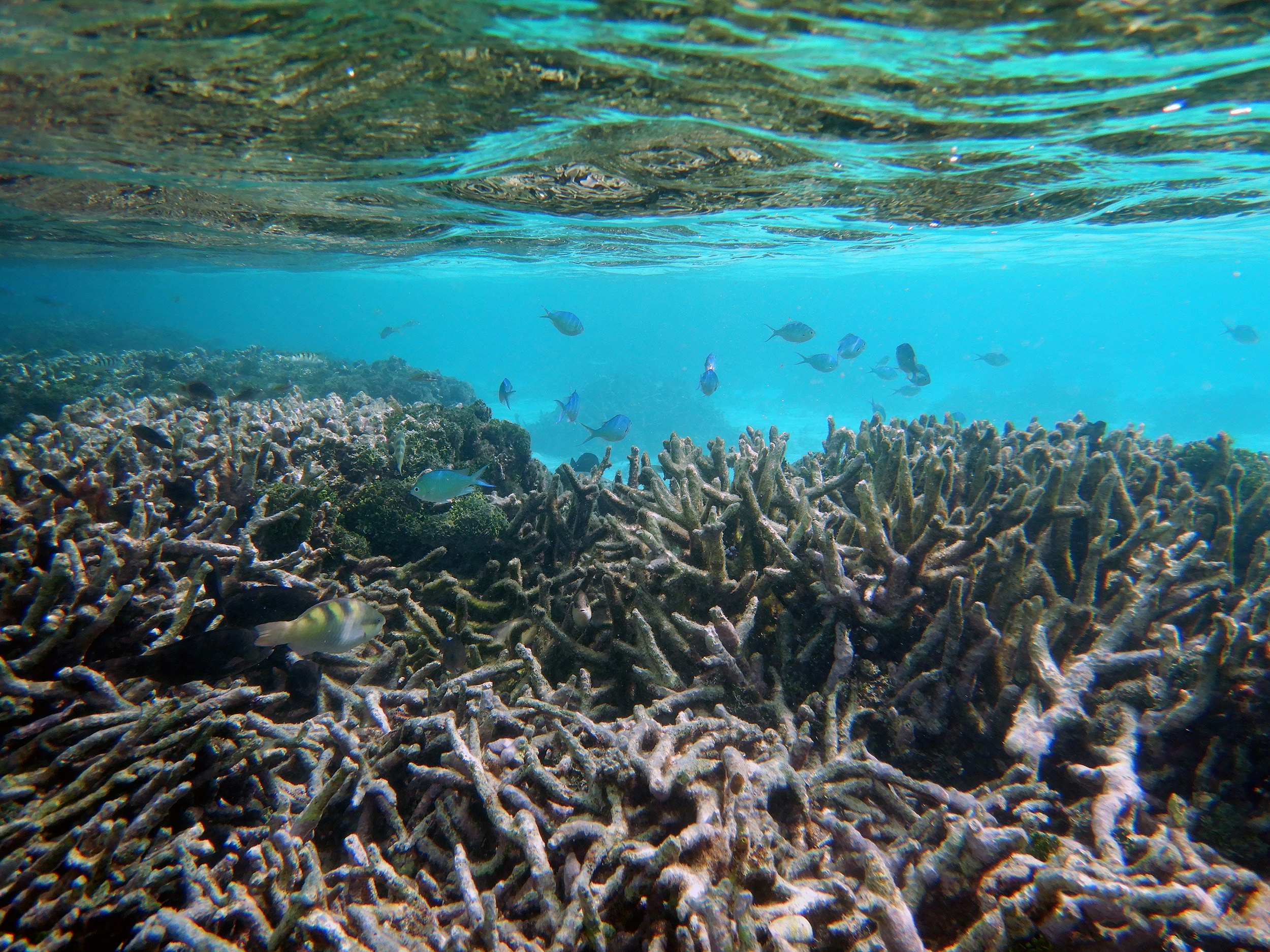 Green chromis fish swimming at low tide in Maldivian reef showing evidence of coral bleaching