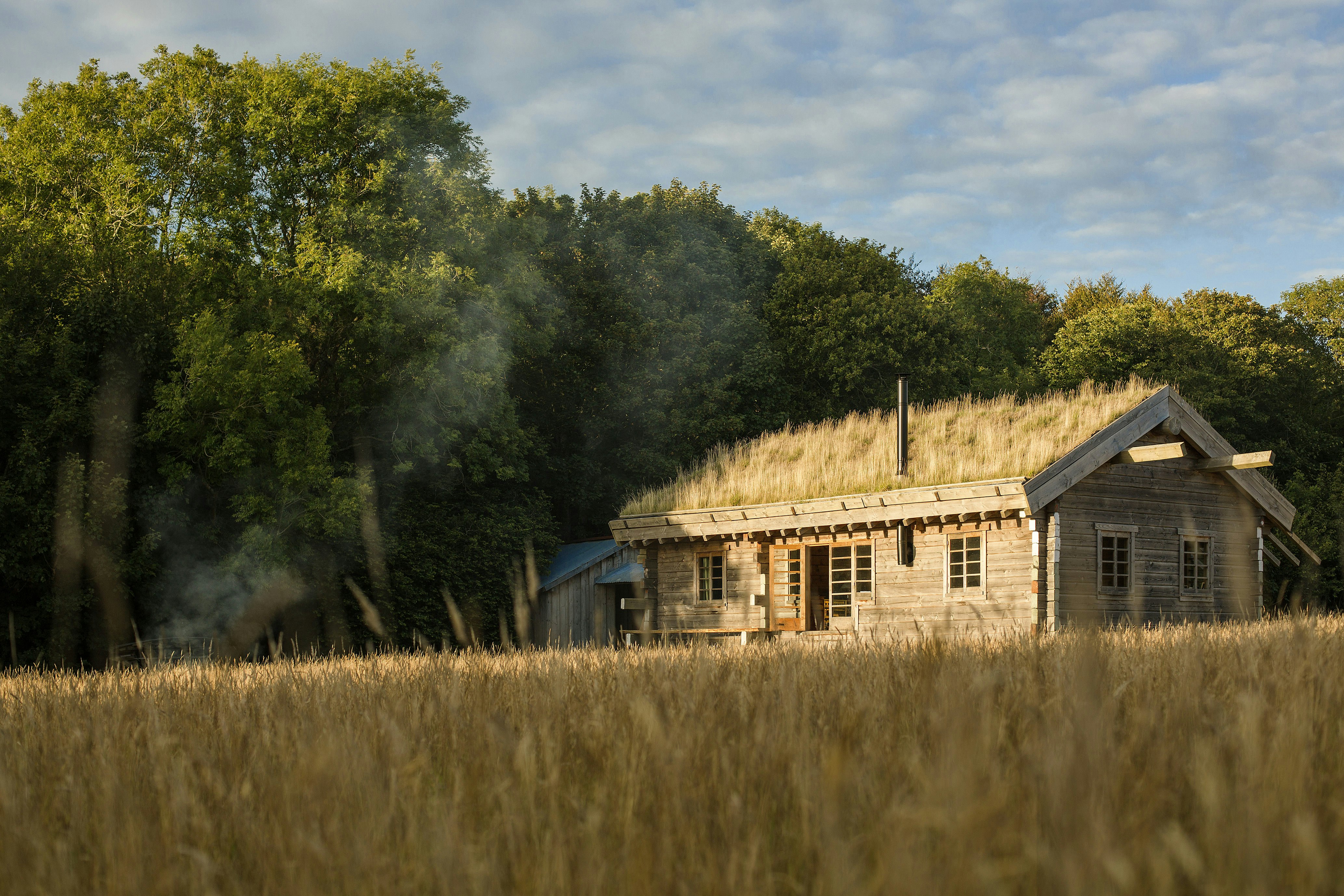 A wooden cabin with a grass roof stands in a field of wheat. The blonde wood of the cabin stands in contrast to the rich green of the trees behind it. 