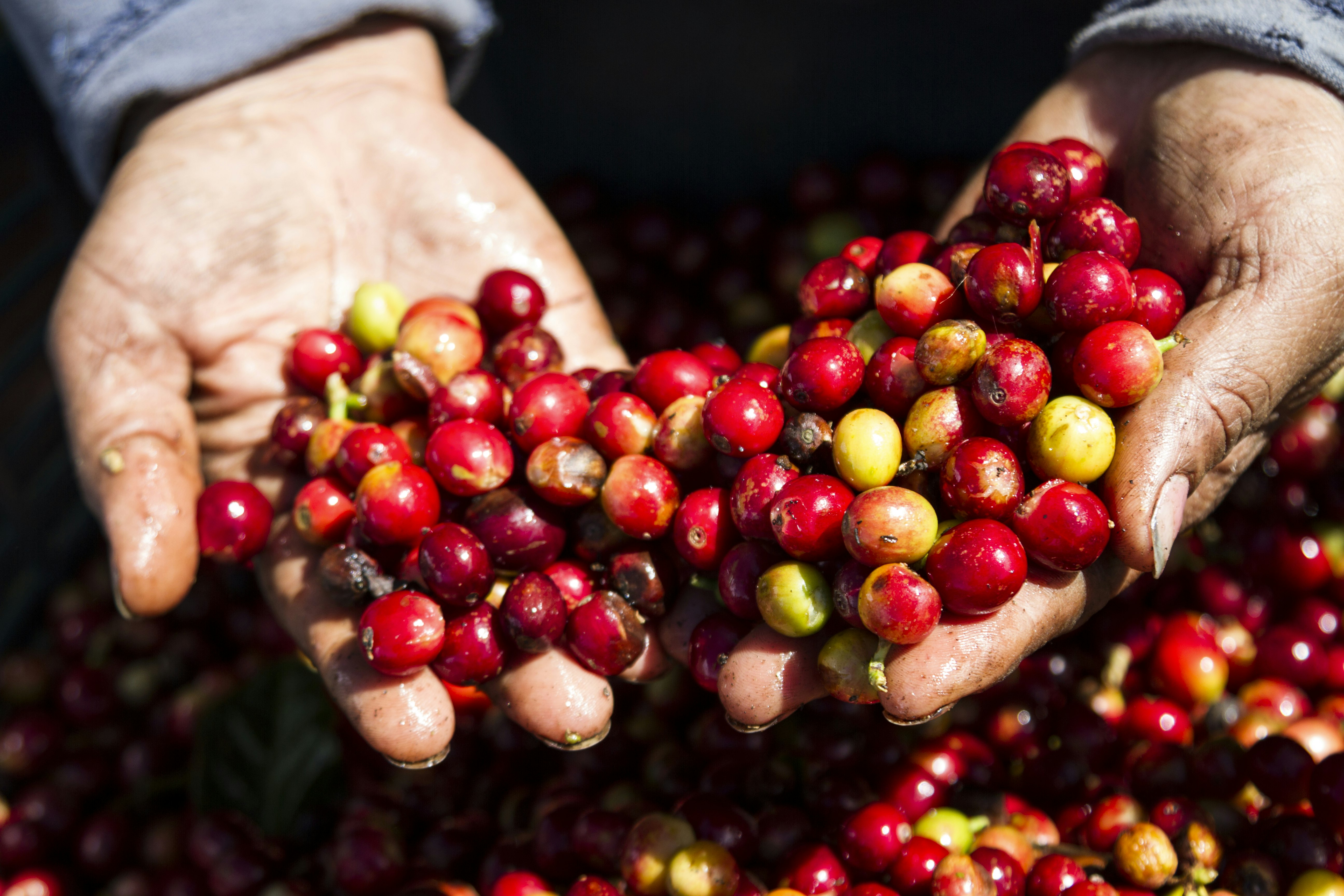 A pair of hands hold ruby-red coffee beans above a basket full of coffee beans.