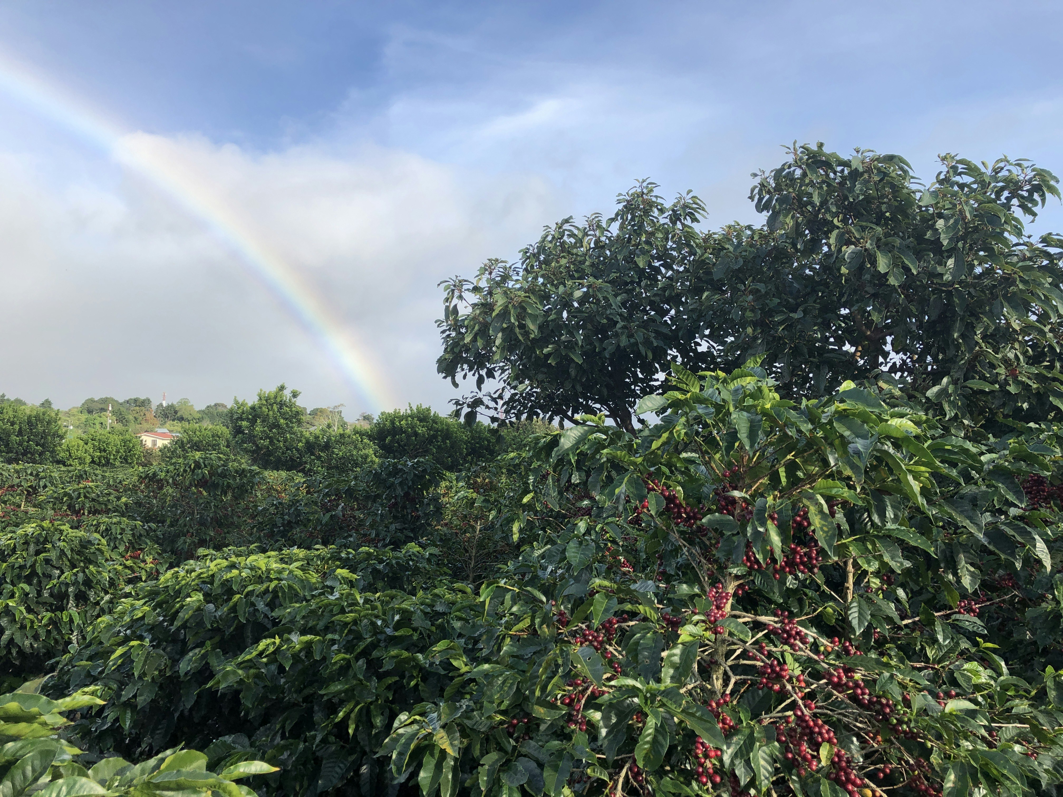 A rainbow arches over tall leafy trees on a coffee farm near Heredia, Costa Rica