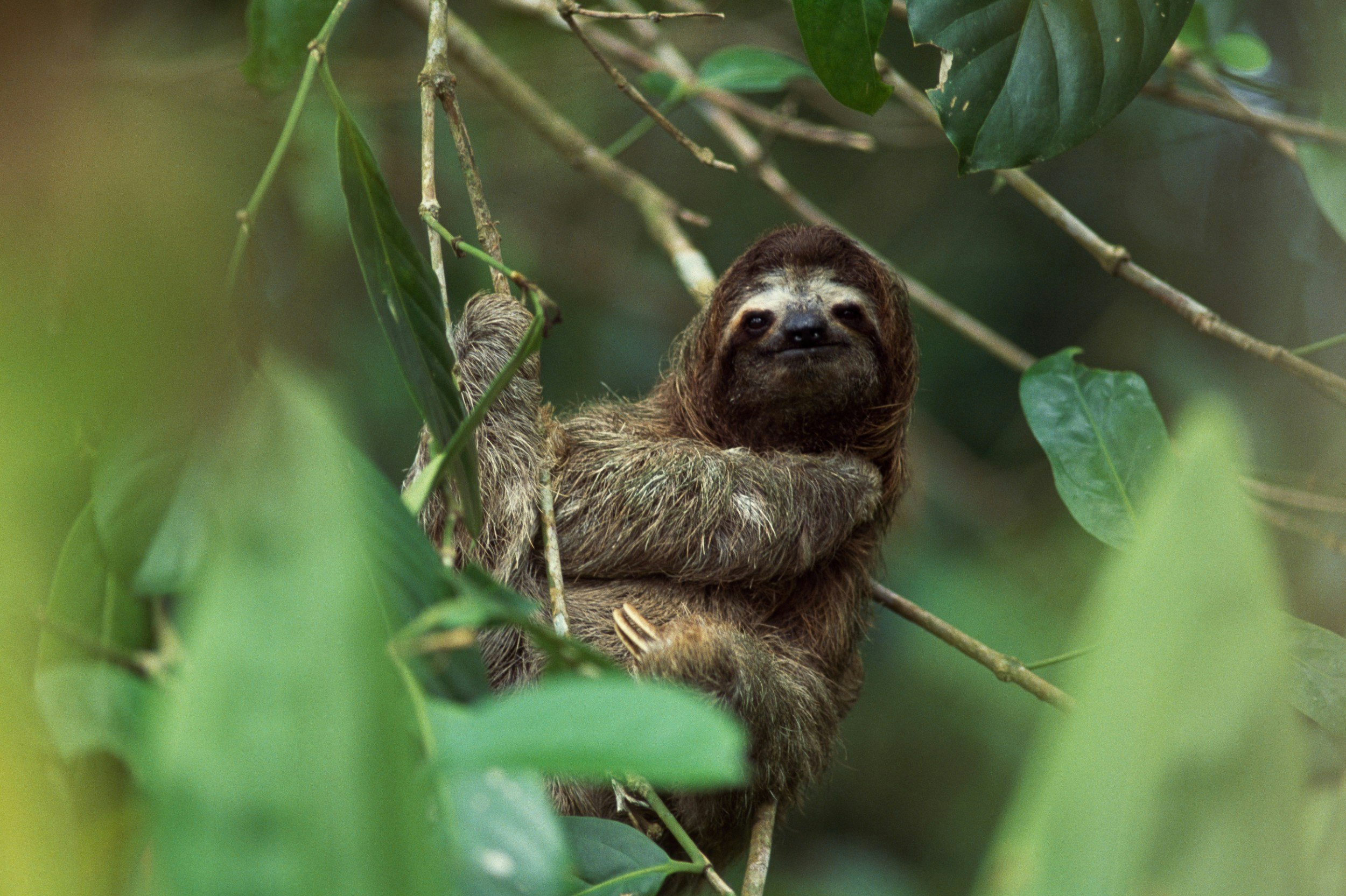 A pale-throated sloth Bradypodidae in Cahuita National Park in Costa Rica